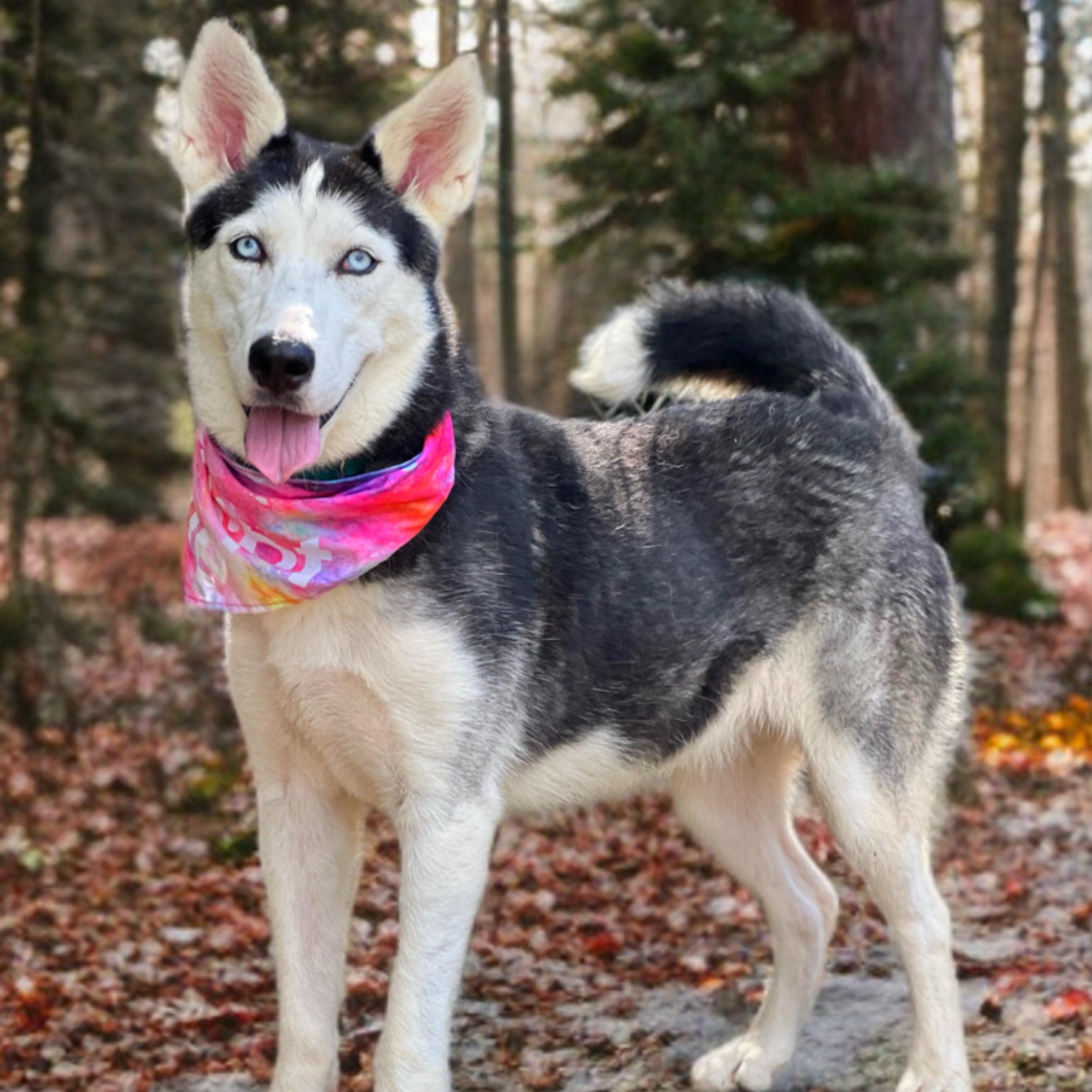 Enlarge Juneau, a Adoptable Siberian Husky in Madisonville, TX image 2/6