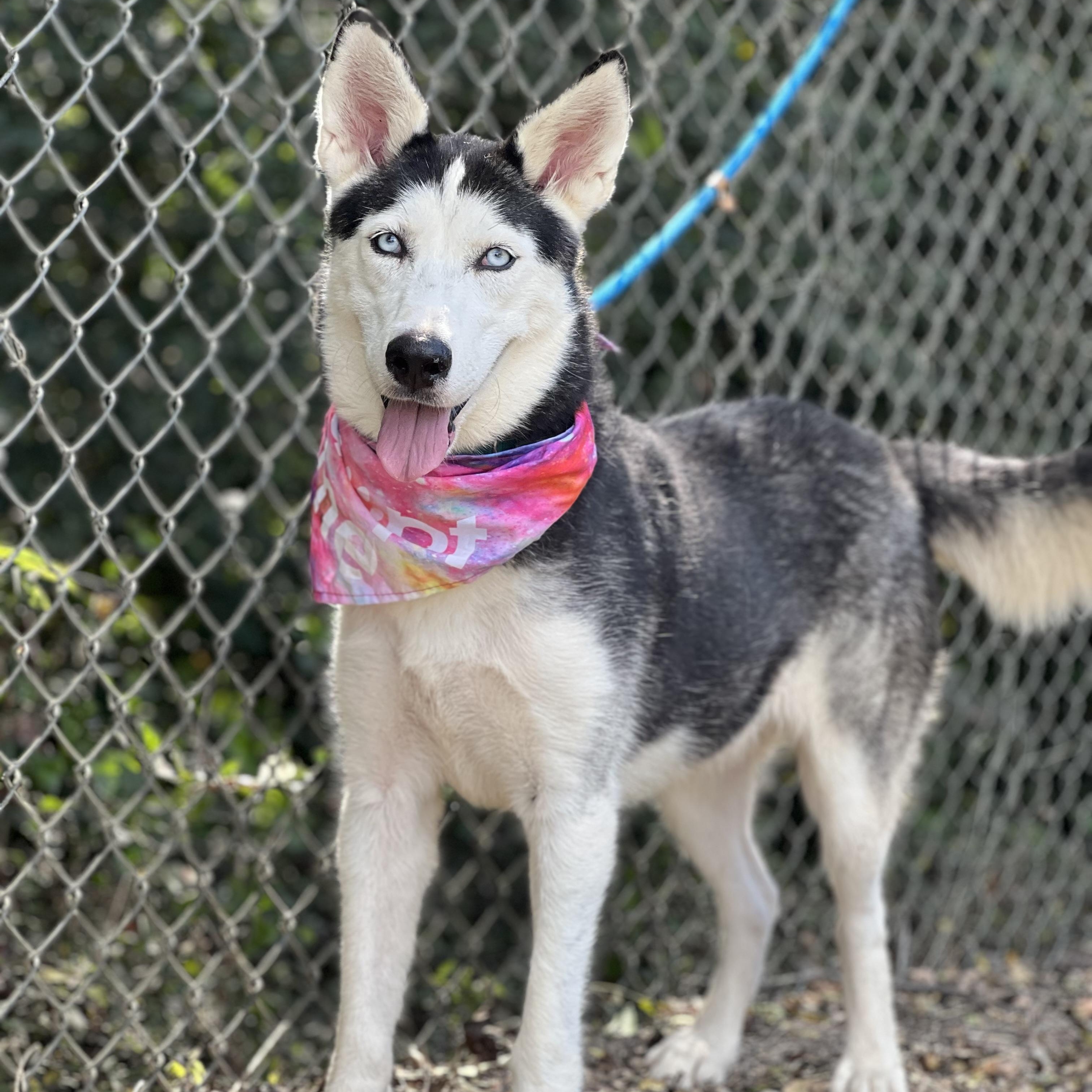 Enlarge Juneau, a Adoptable Siberian Husky in Madisonville, TX image 3/6