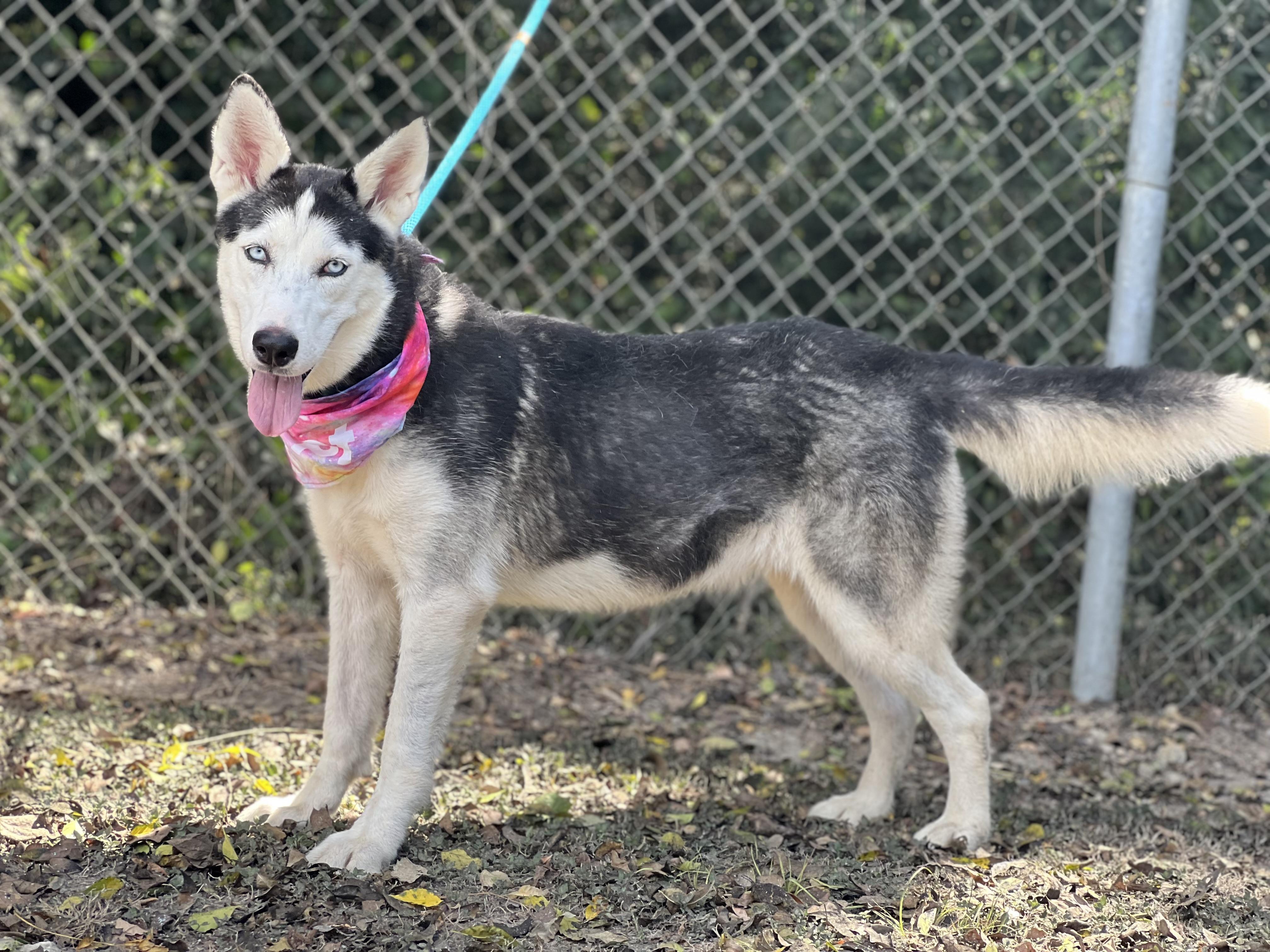 Enlarge Juneau, a Adoptable Siberian Husky in Madisonville, TX image 4/6