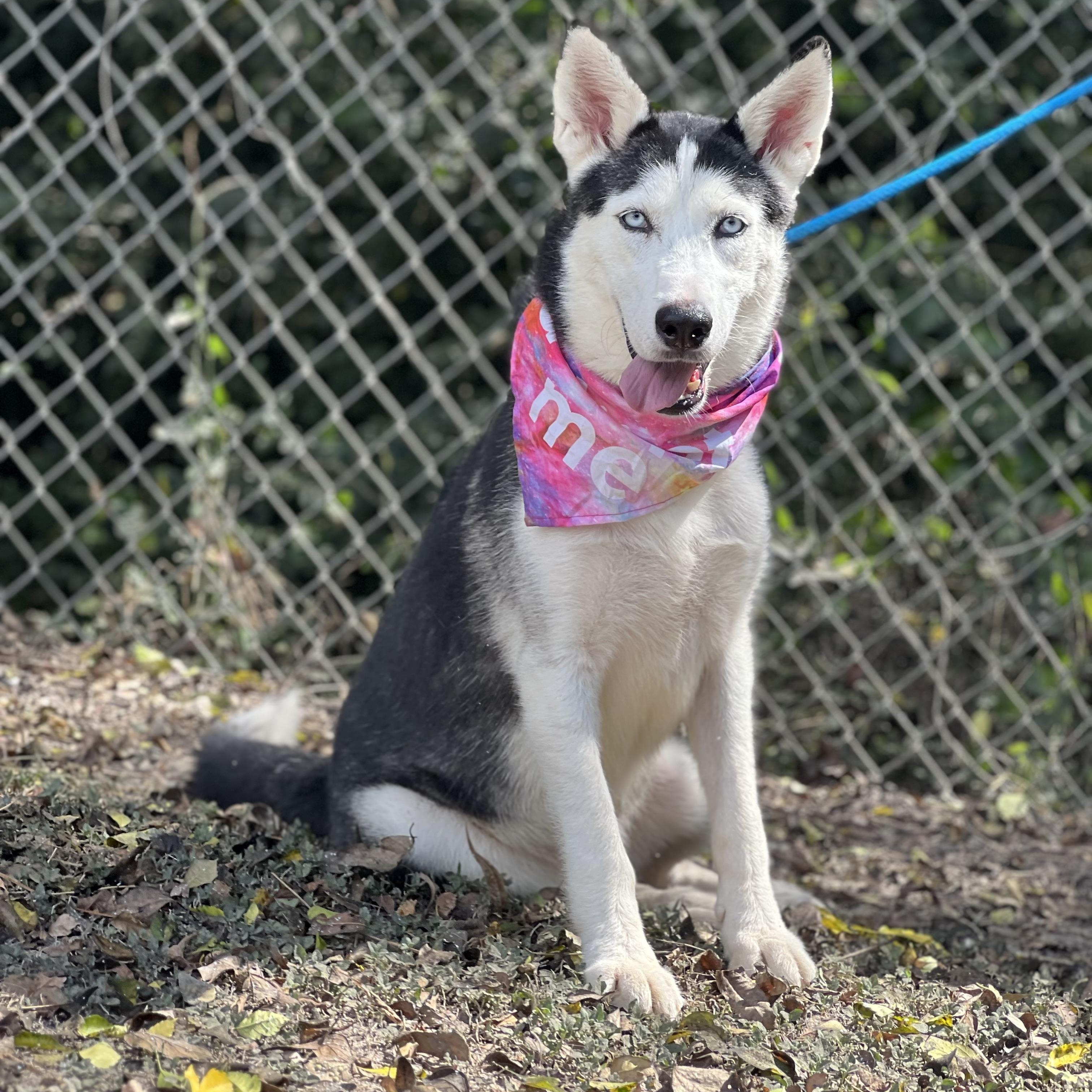 Juneau, Adoptable, Young Female Siberian Husky.