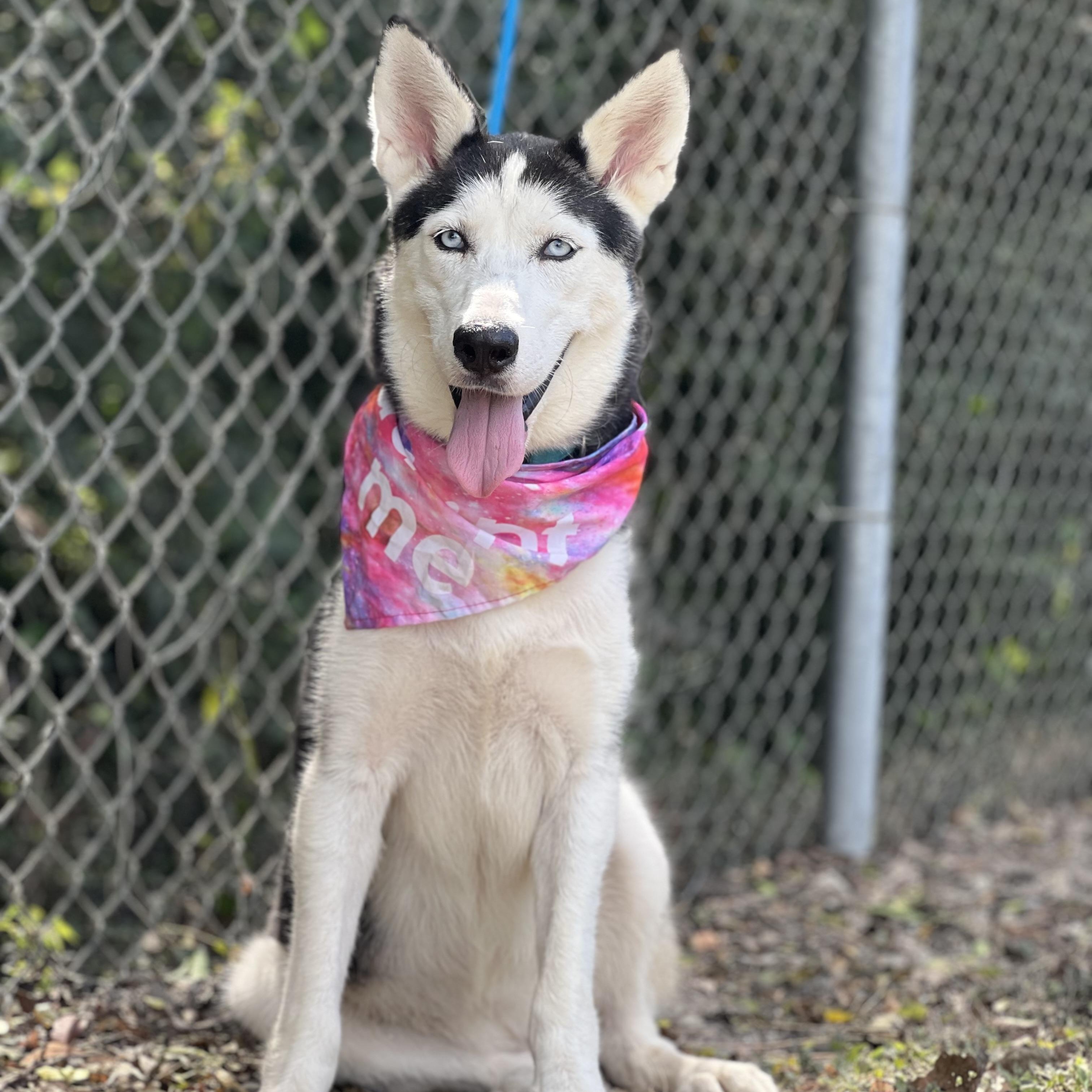 Enlarge Juneau, a Adoptable Siberian Husky in Madisonville, TX image 6/6
