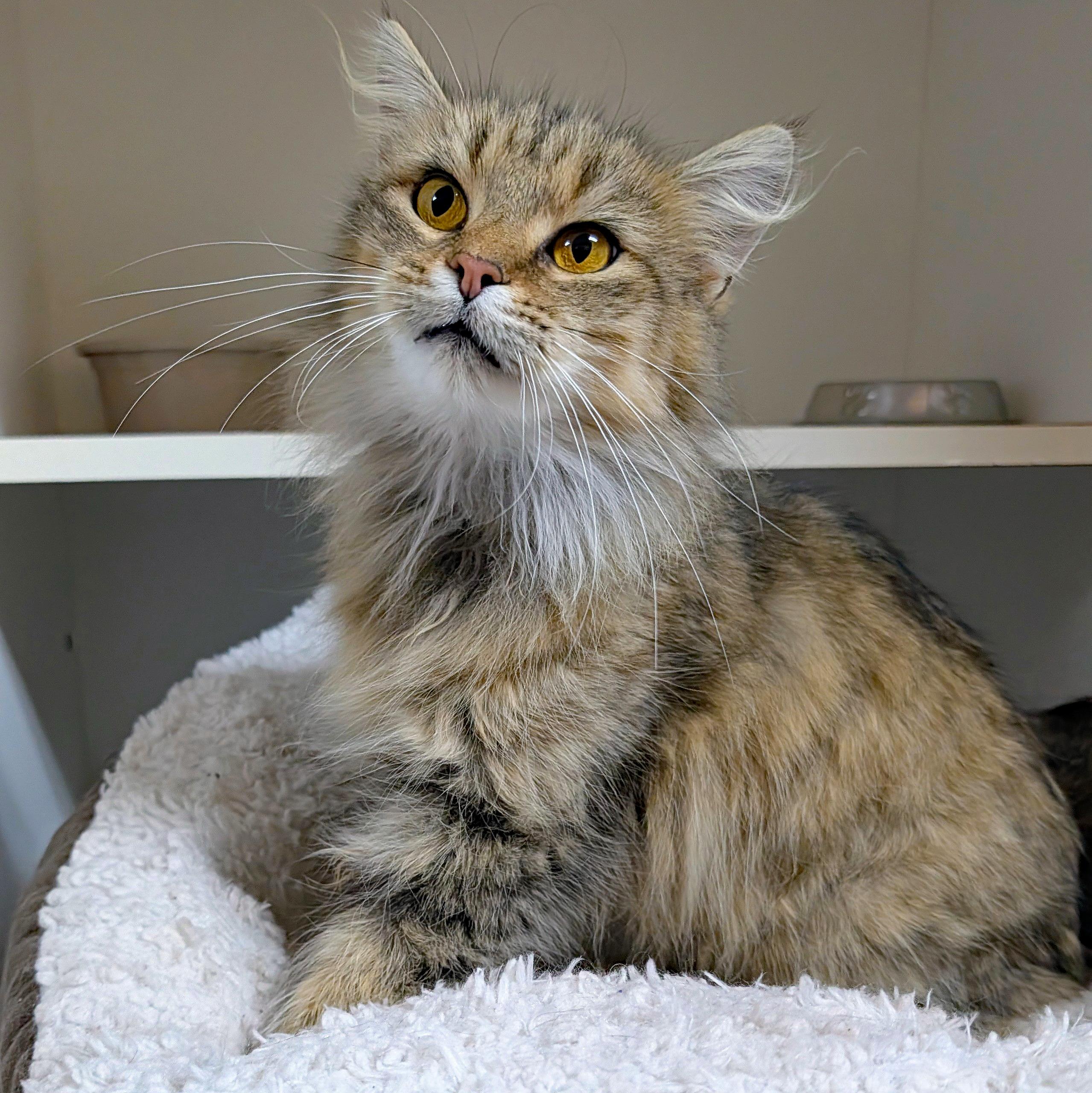 Xena, Adoptable, Adult Female Domestic Long Hair.
