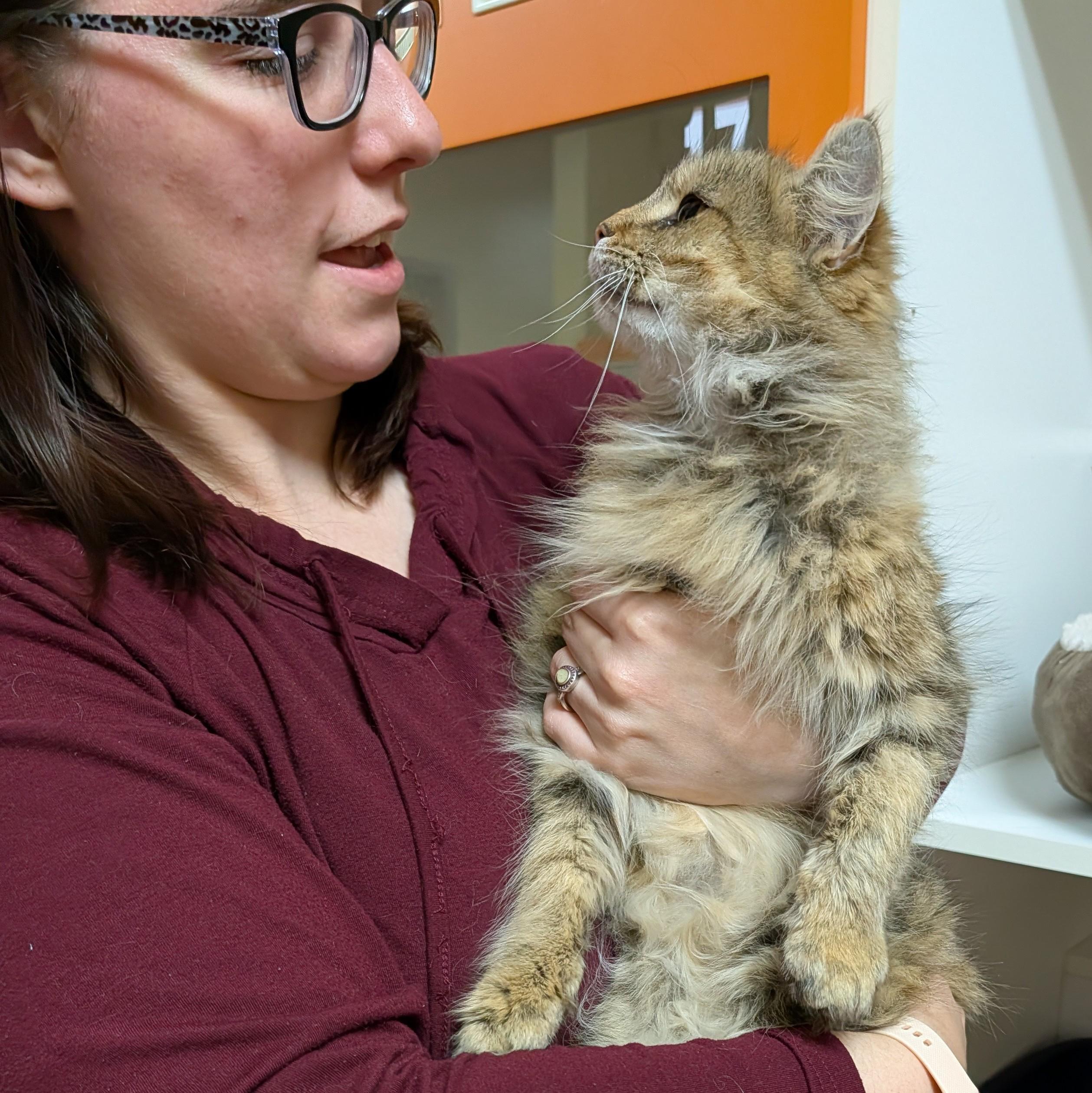 Enlarge Xena, a Adoptable Domestic Long Hair in Accident, MD image 4/6
