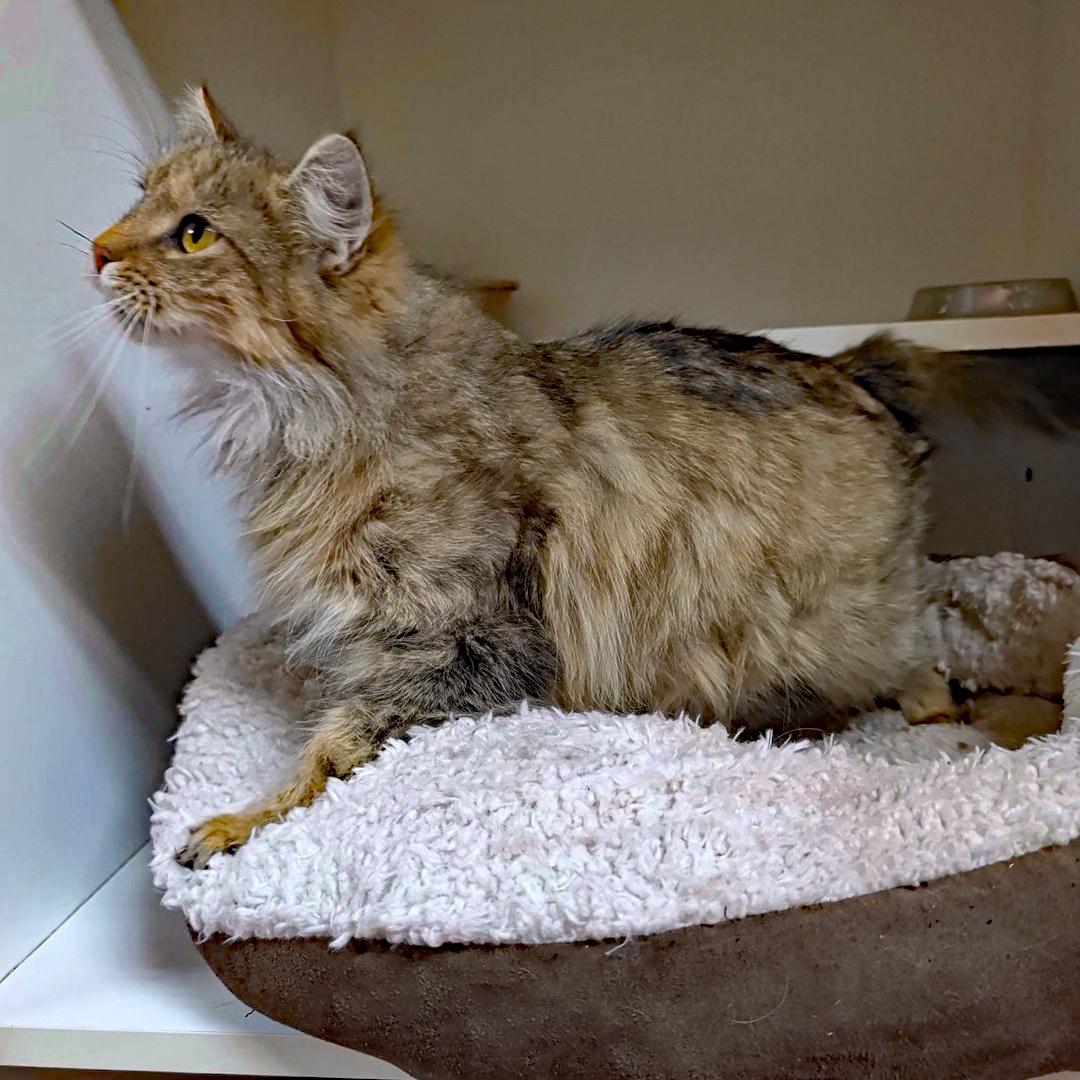 Enlarge Xena, a Adoptable Domestic Long Hair in Accident, MD image 3/6