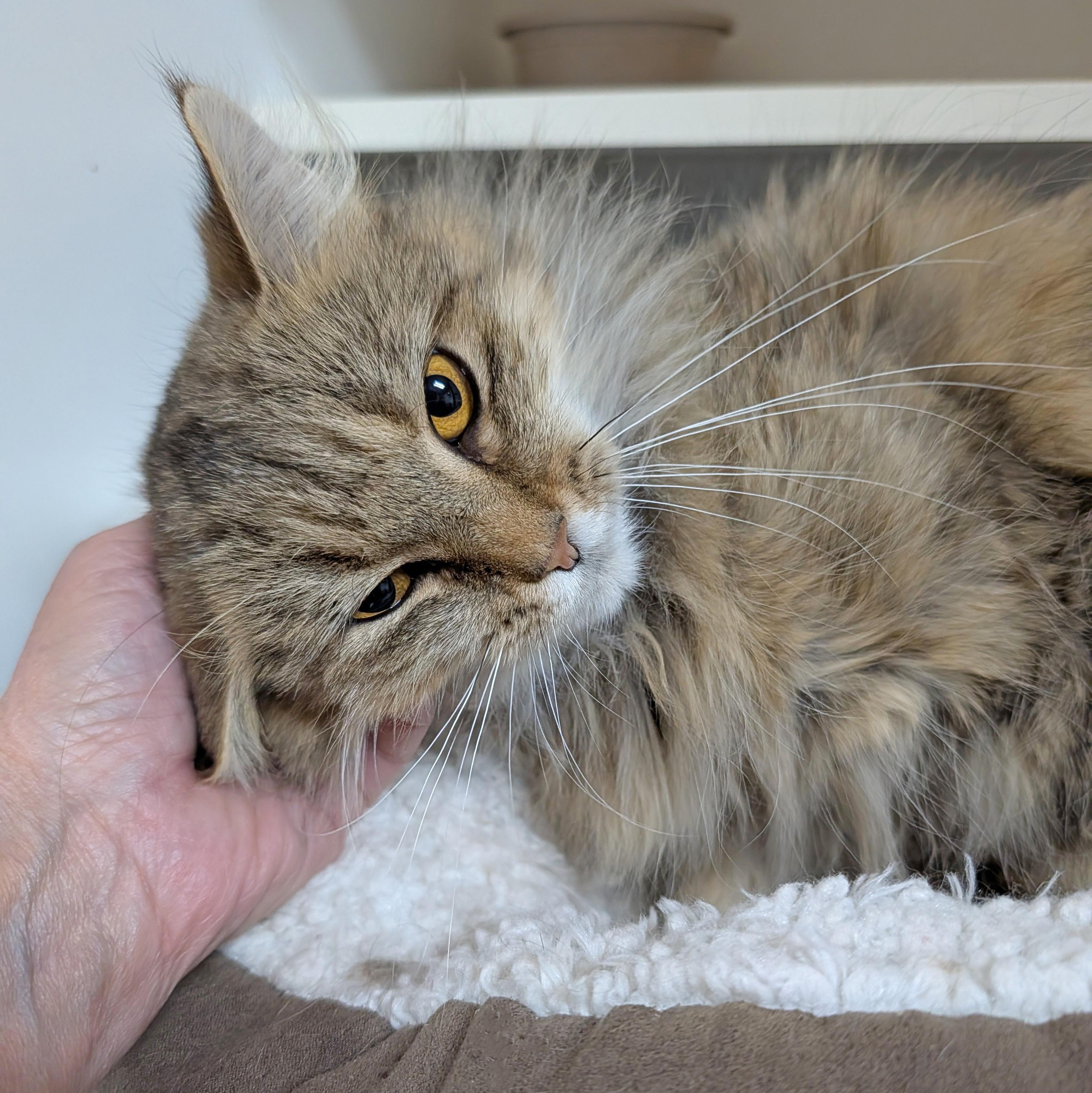 Enlarge Xena, a Adoptable Domestic Long Hair in Accident, MD image 2/6