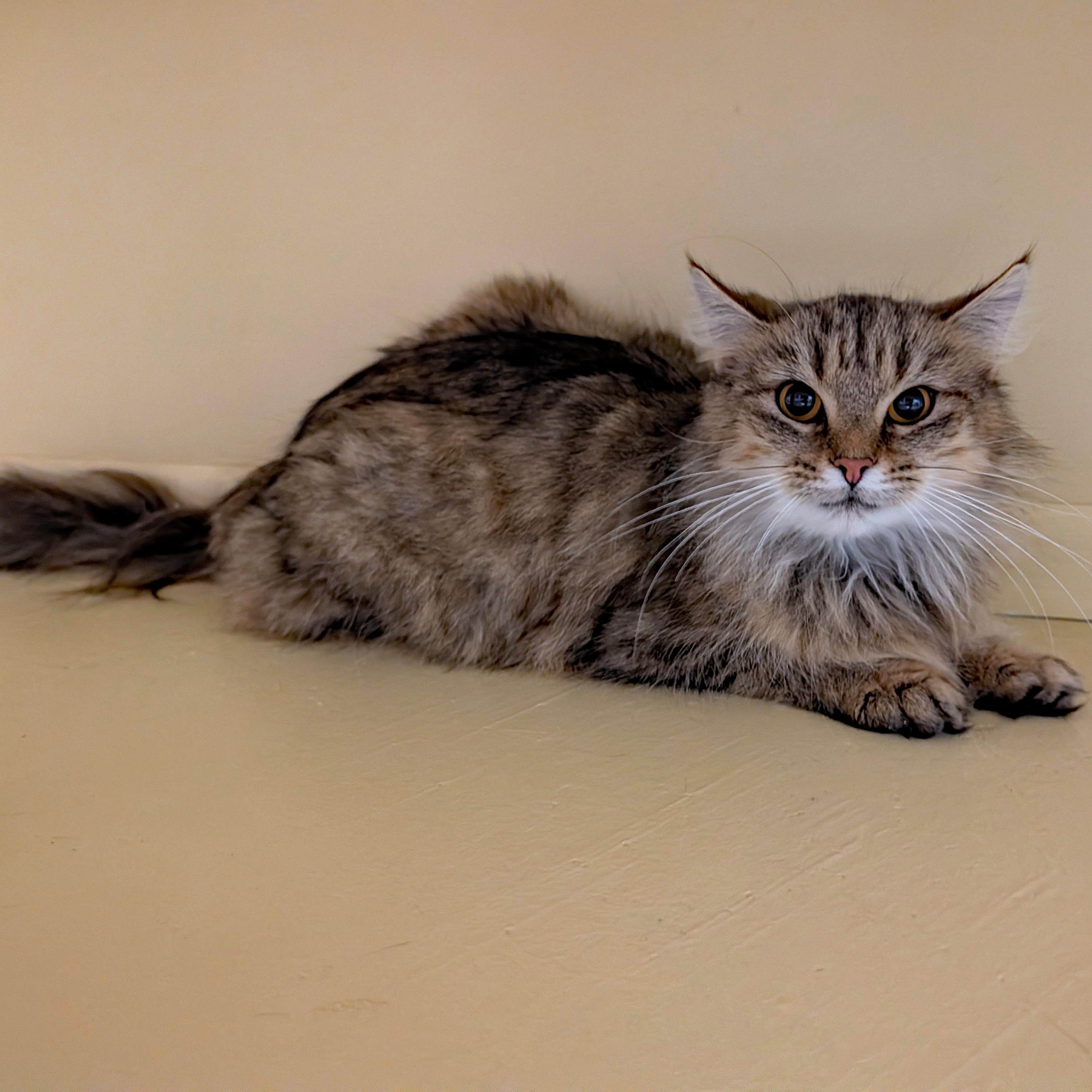Enlarge Xena, a Adoptable Domestic Long Hair in Accident, MD image 6/6