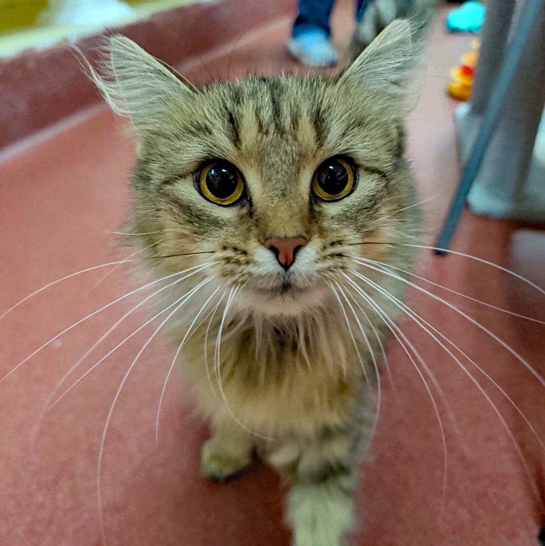 Enlarge Xena, a Adoptable Domestic Long Hair in Accident, MD image 5/6