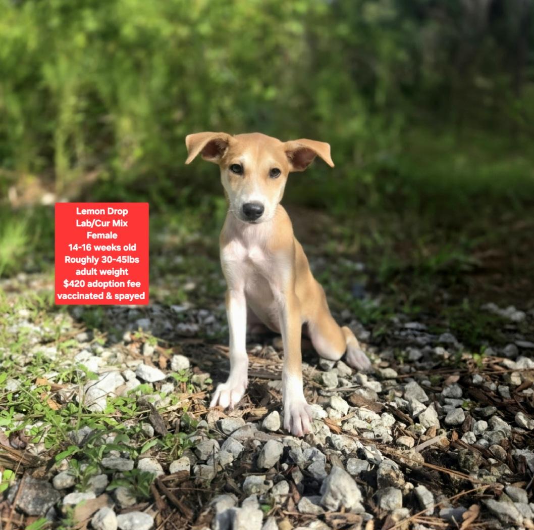 Enlarge Lemon Drop, a ADOPTABLE mixed breed in Oviedo, FL image 1/1