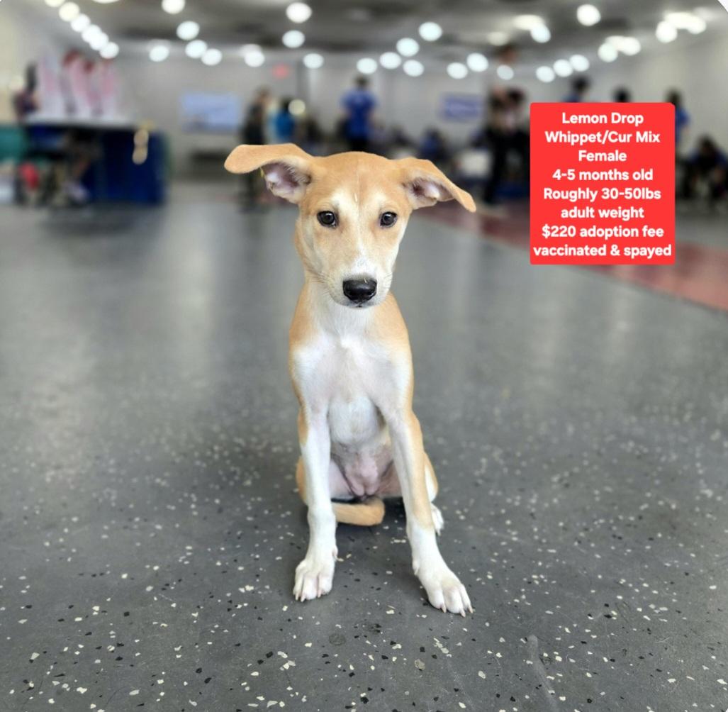 Enlarge Lemon Drop, a Adoptable mixed breed in Oviedo, FL image 1/1