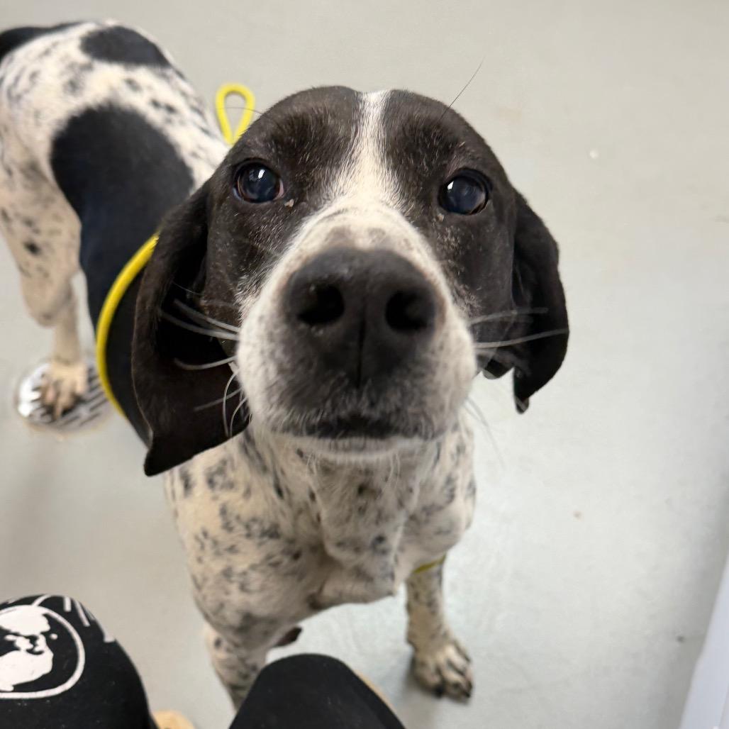 Pablo, Adoptable, Adult Male English Pointer & Hound.