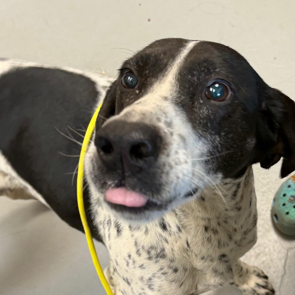 Pablo, a Adoptable mixed breed in Troy, VA image 2/4