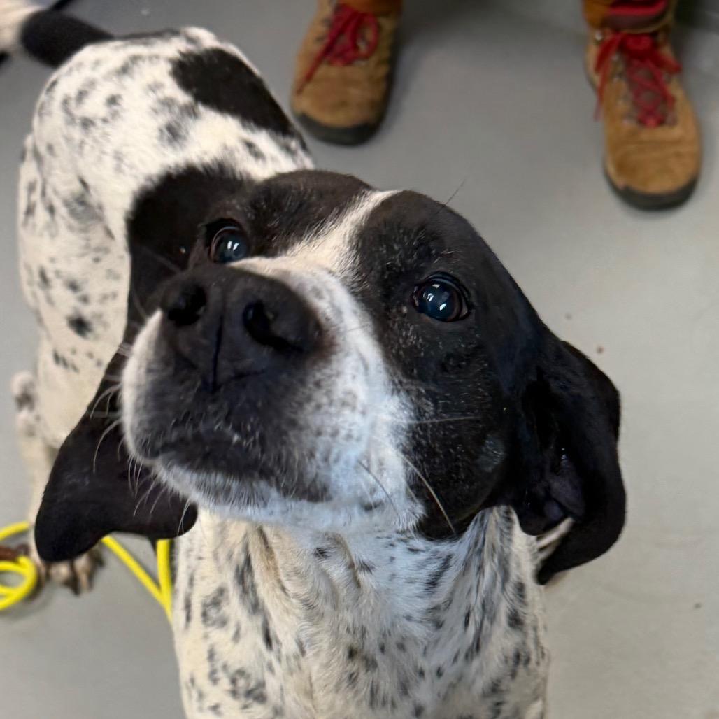 Pablo, a Adoptable mixed breed in Troy, VA image 3/4