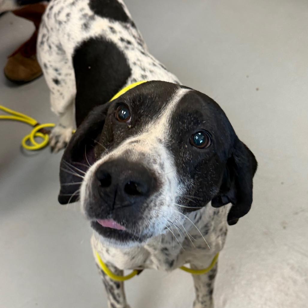 Pablo, a Adoptable mixed breed in Troy, VA image 4/4