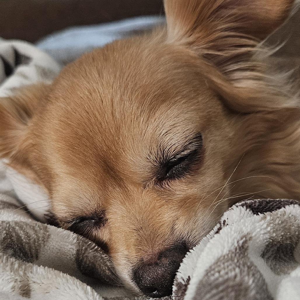 Fisherman, Adoptable, Senior Male Chihuahua.