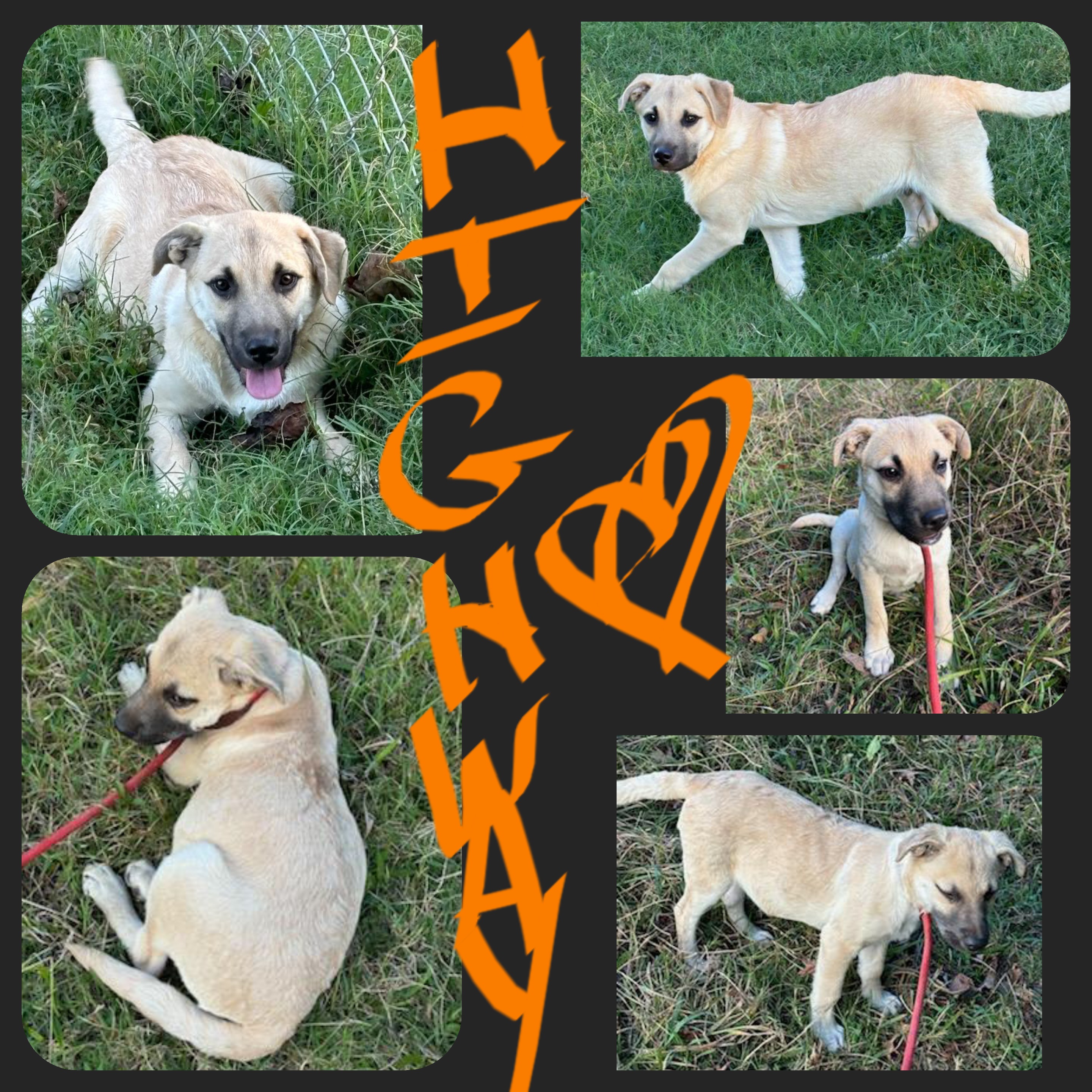HIGHWAY (HWY), Young Male Anatolian Shepherd