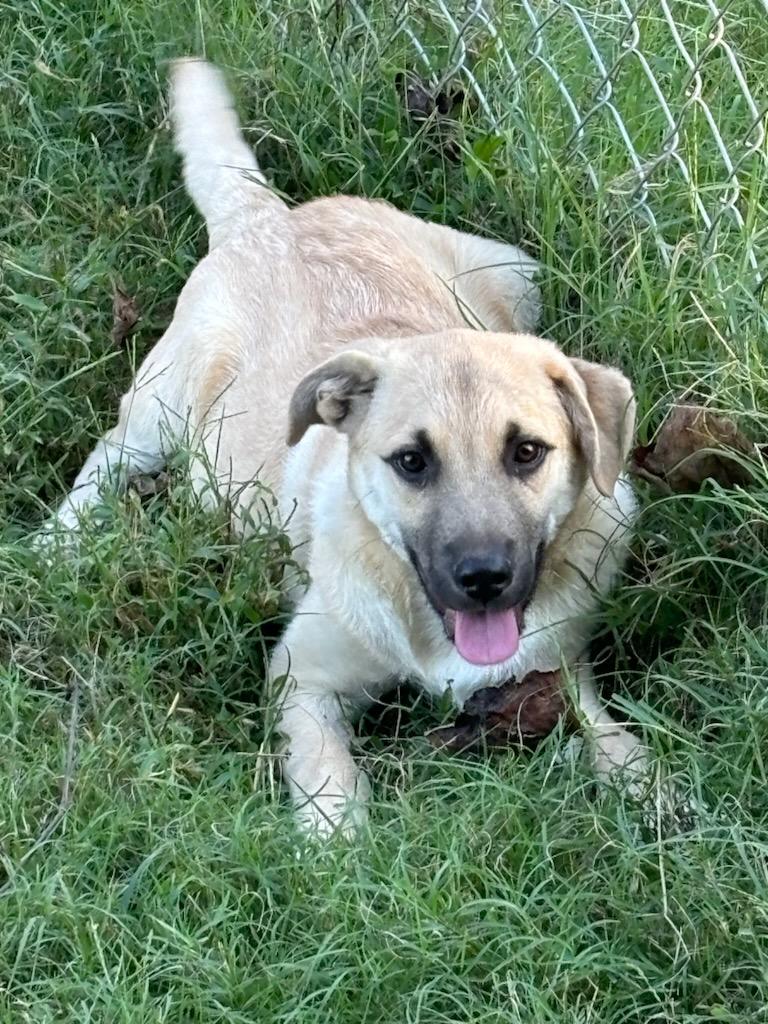 HIGHWAY (HWY), a Adoptable mixed breed in Jackson, TN image 2/6