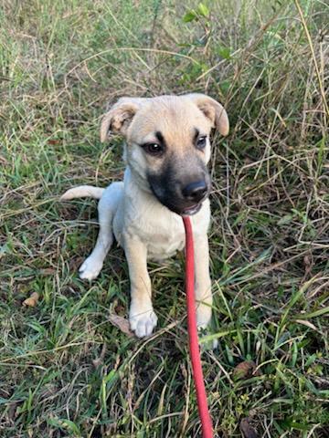 HIGHWAY (HWY), a Adoptable mixed breed in Jackson, TN image 3/6