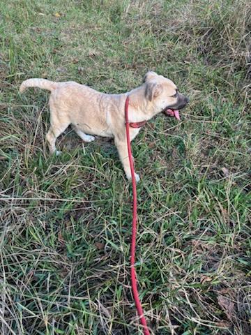 HIGHWAY (HWY), a Adoptable mixed breed in Jackson, TN image 4/6