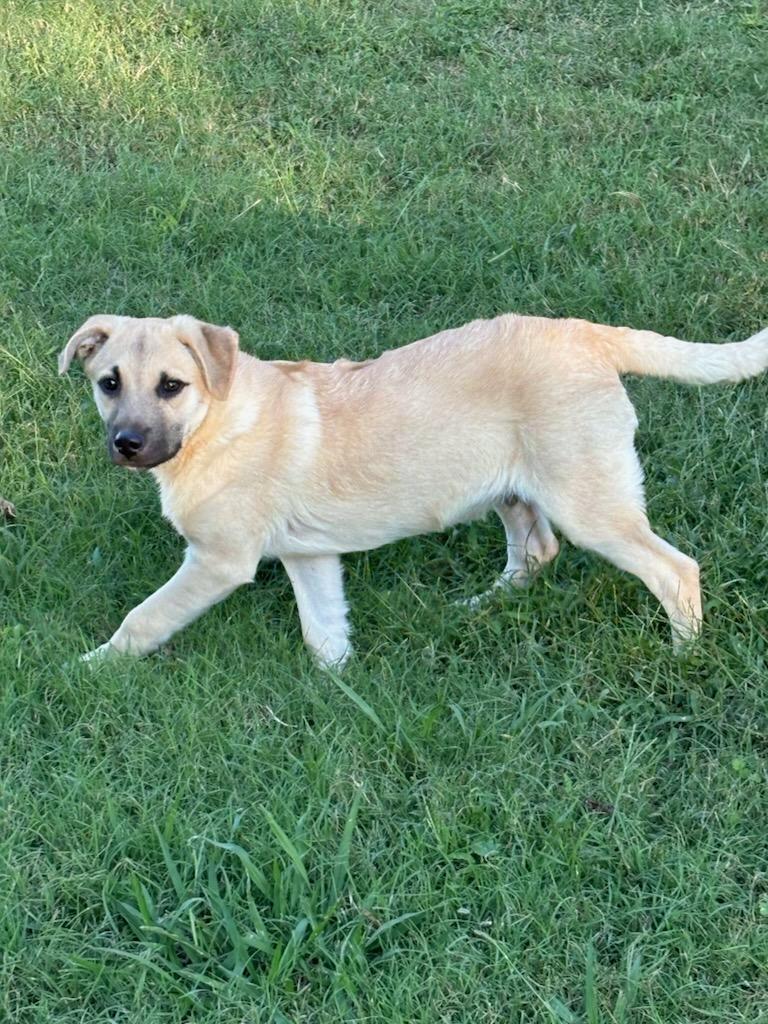 HIGHWAY (HWY), a Adoptable mixed breed in Jackson, TN image 5/6