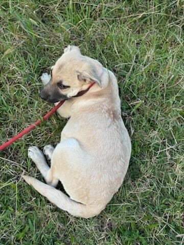 HIGHWAY (HWY), a Adoptable mixed breed in Jackson, TN image 6/6