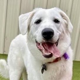 NY Lucy (Foster in Crompond), Adoptable, Adult Female Great Pyrenees & Golden Retriever.