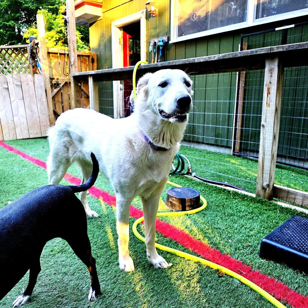 Enlarge NY Lucy (Foster in Crompond), a Adoptable mixed breed in Eastford, CT image 2/3