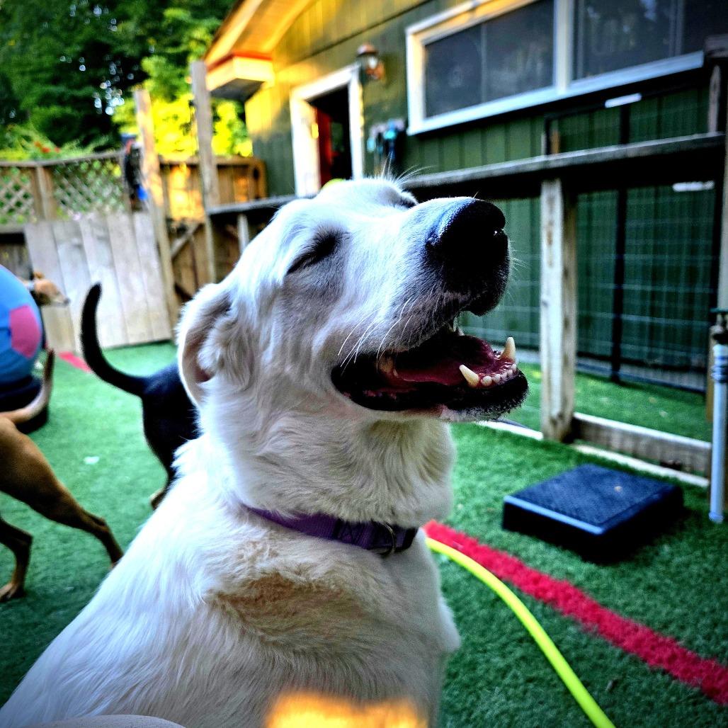 Enlarge NY Lucy (Foster in Crompond), a Adoptable mixed breed in Eastford, CT image 3/3