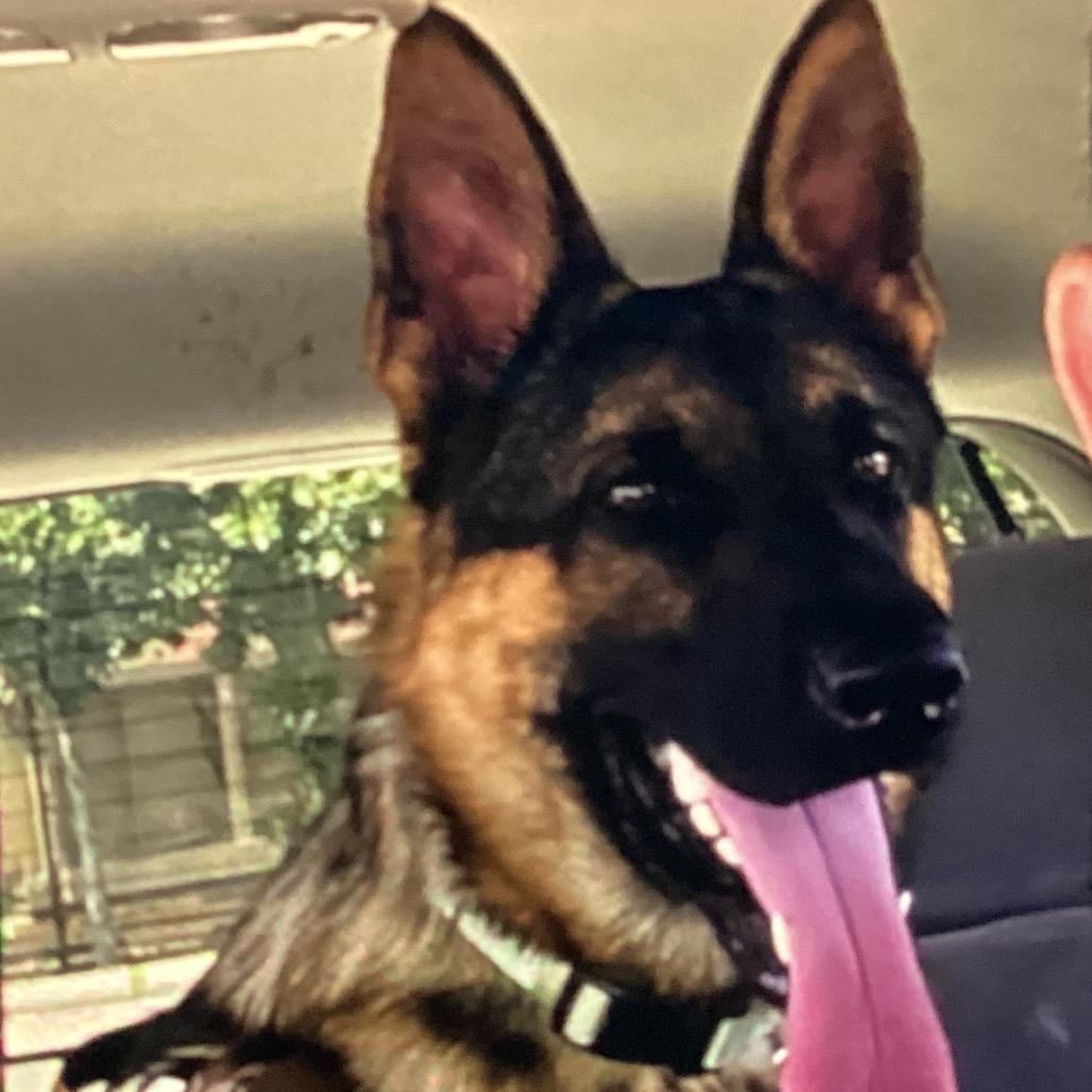 Chomper, Adoptable, Young Male German Shepherd Dog.