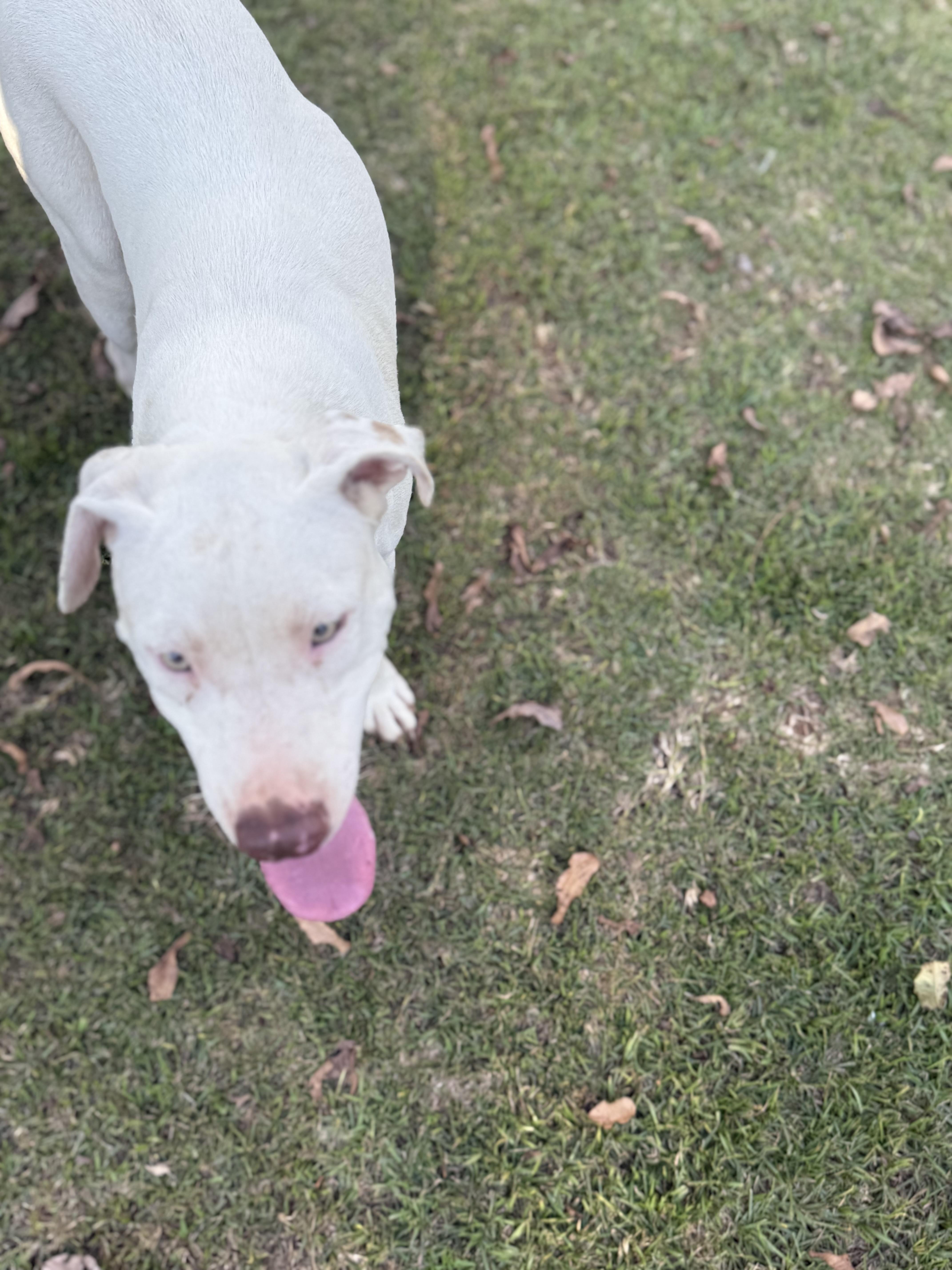 Enlarge Ghost, a Adoptable mixed breed in Mount Hermon, LA image 4/6