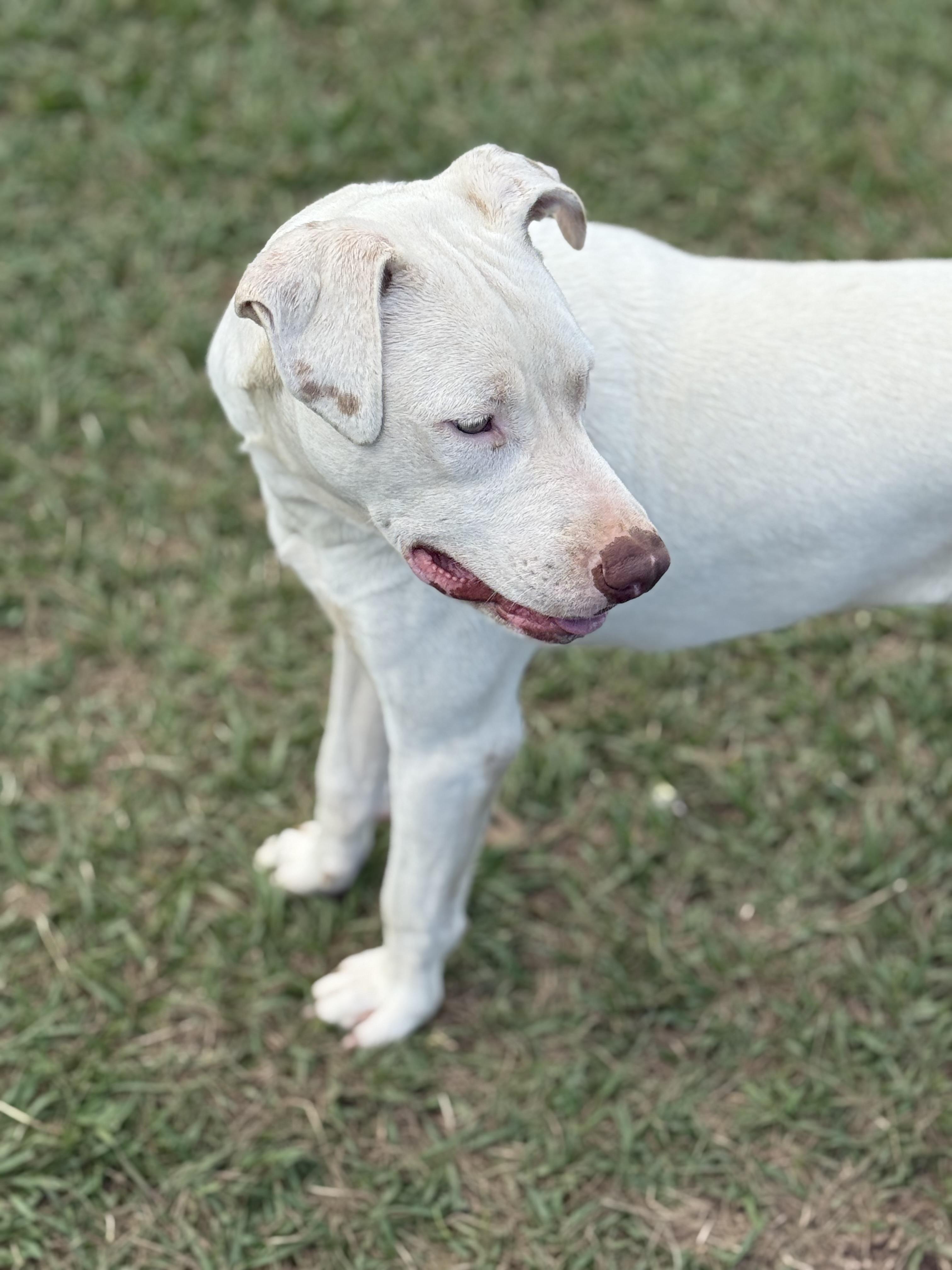 Enlarge Ghost, a Adoptable mixed breed in Mount Hermon, LA image 1/6