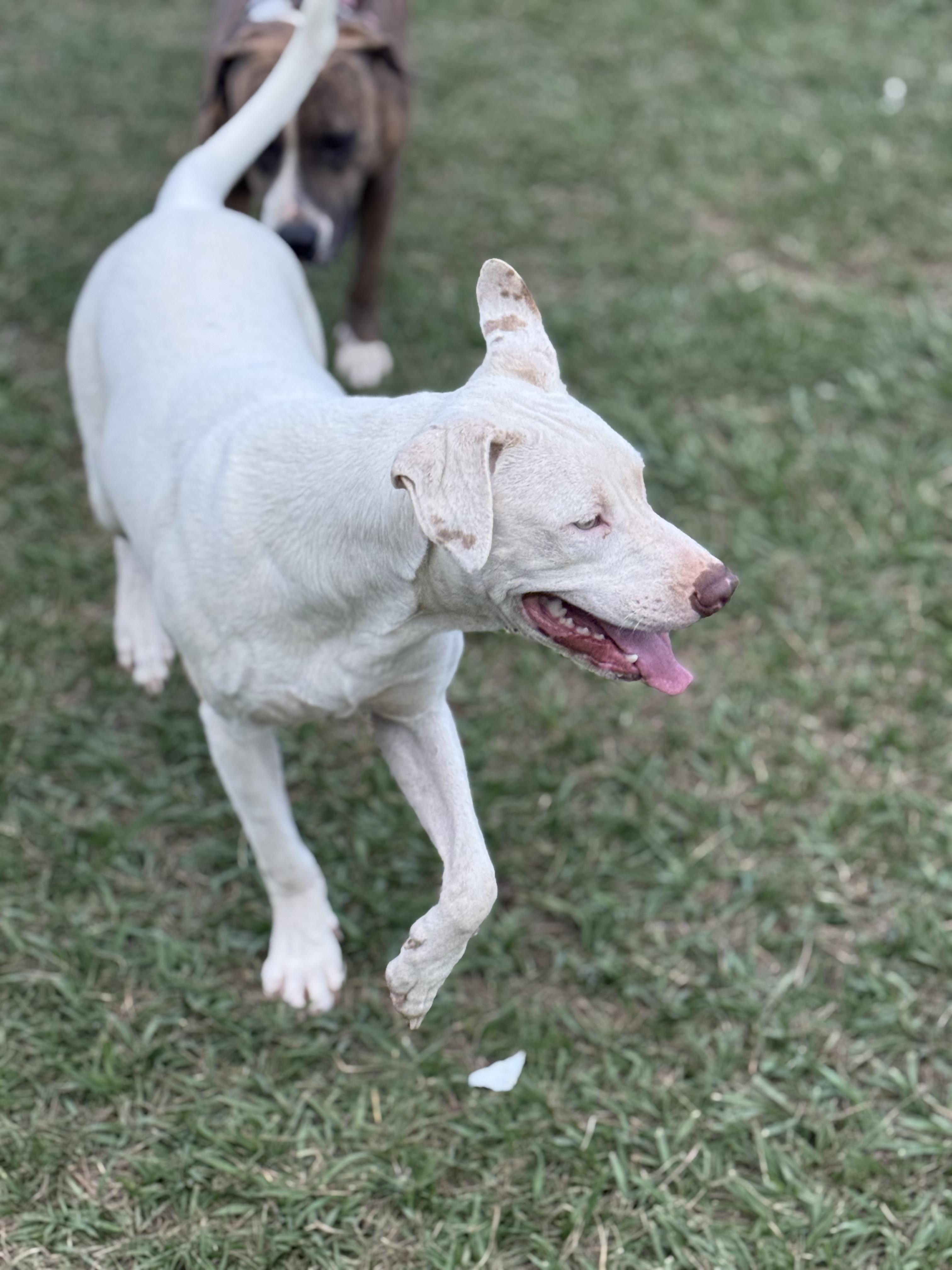 Enlarge Ghost, a Adoptable mixed breed in Mount Hermon, LA image 5/6