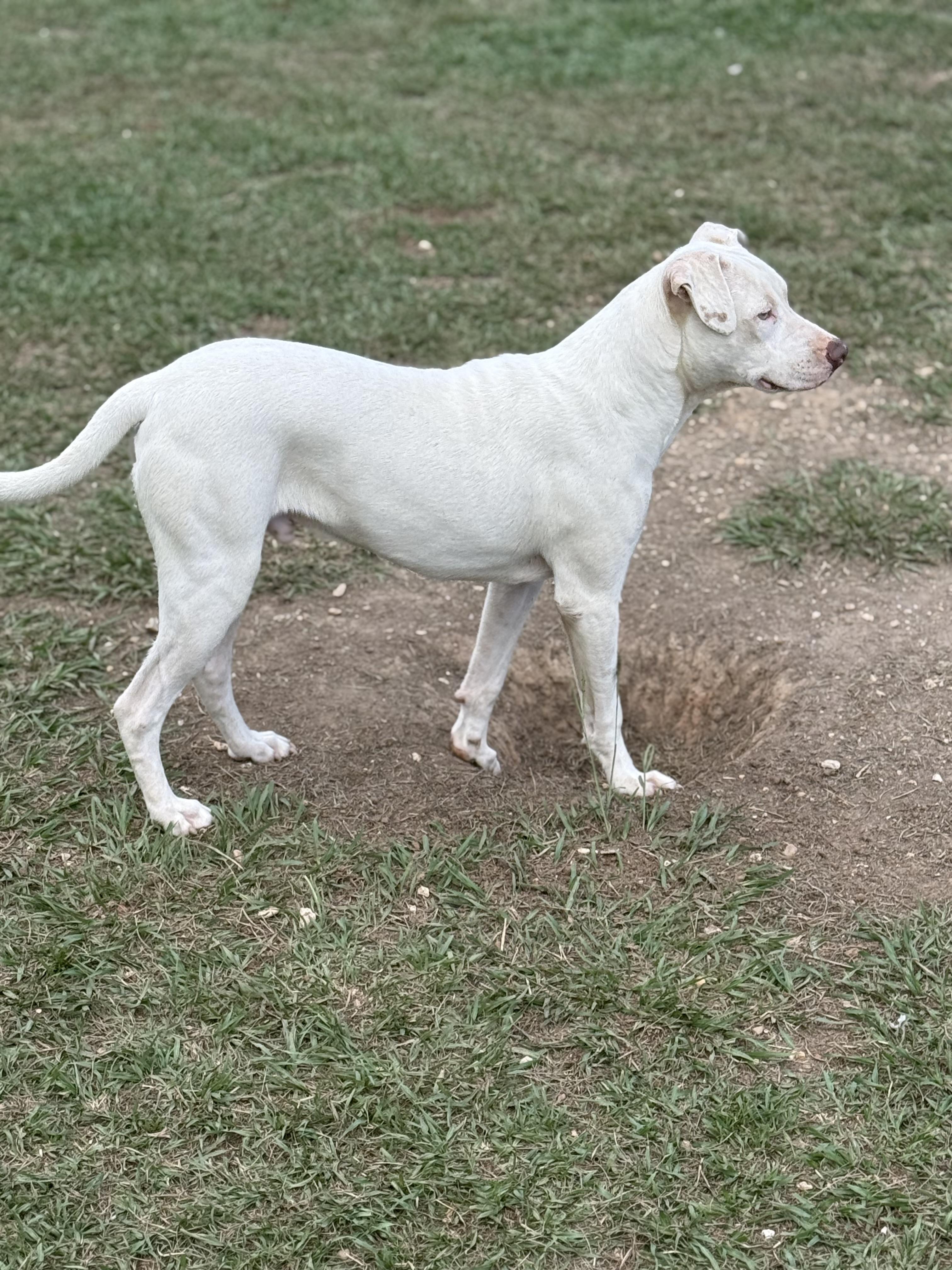 Enlarge Ghost, a Adoptable mixed breed in Mount Hermon, LA image 6/6