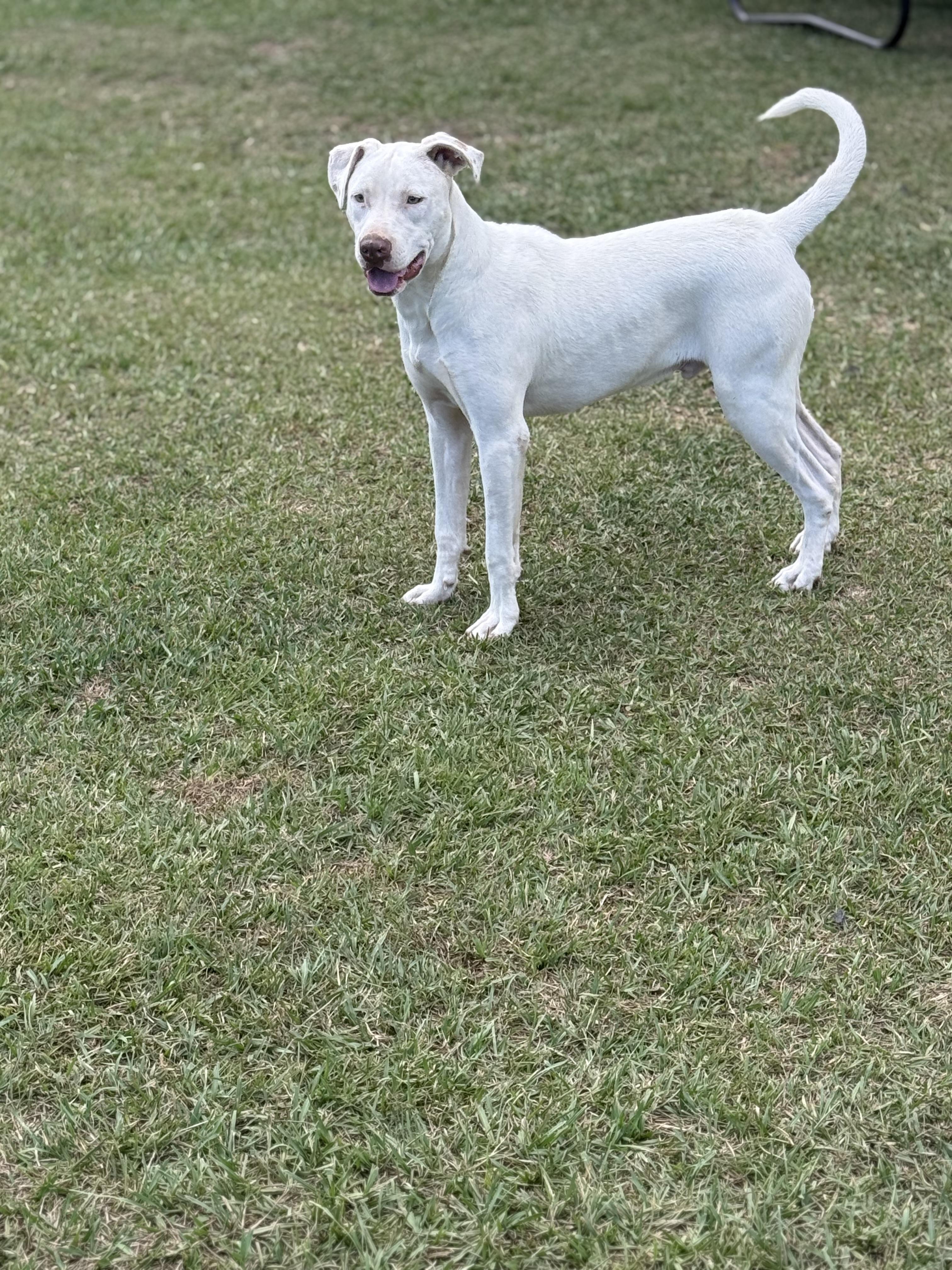 Enlarge Ghost, a Adoptable mixed breed in Mount Hermon, LA image 3/6