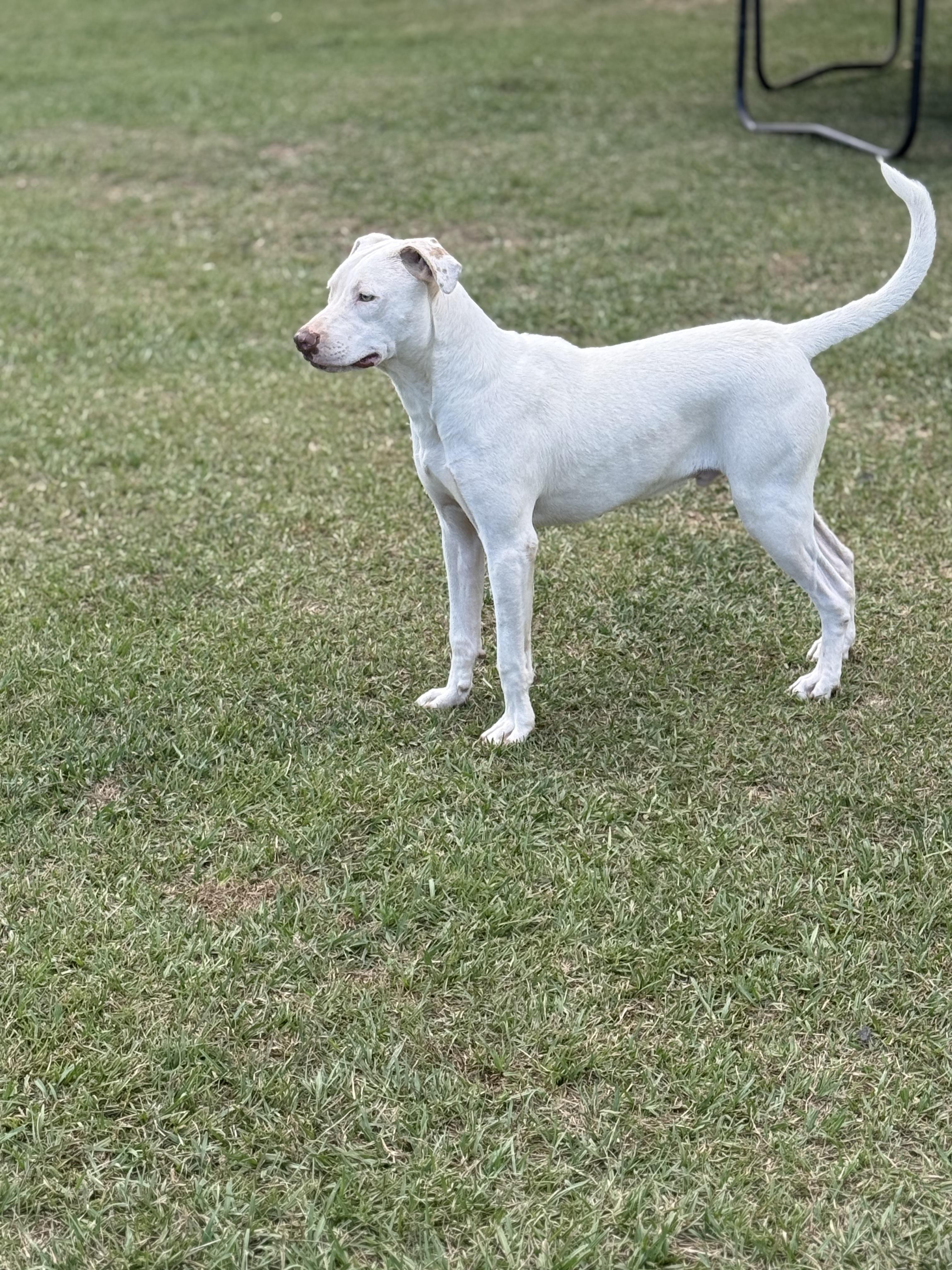 Enlarge Ghost, a Adoptable mixed breed in Mount Hermon, LA image 2/6