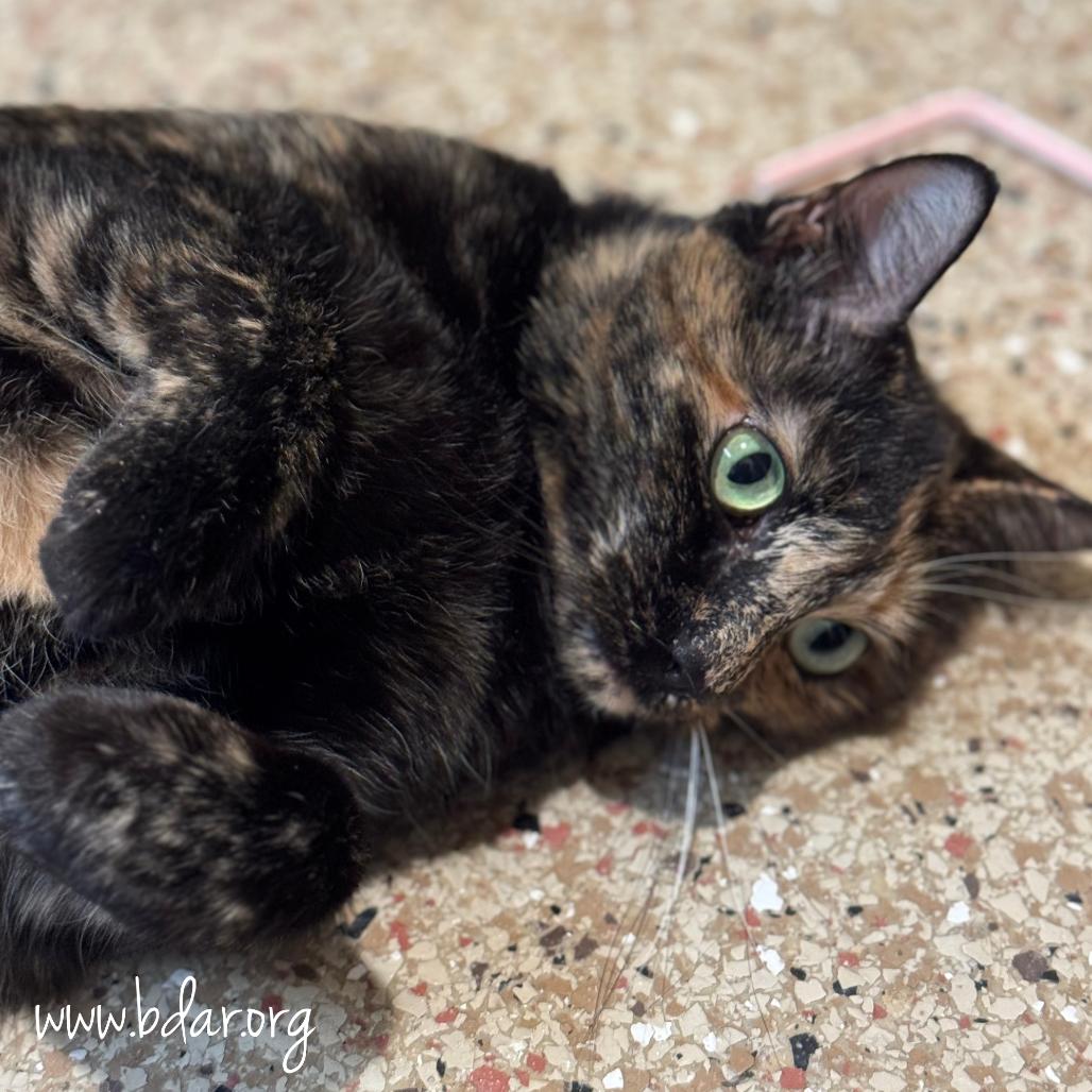 Enlarge Gracie, a Adoptable Domestic Short Hair in Cheyenne, WY image 1/2
