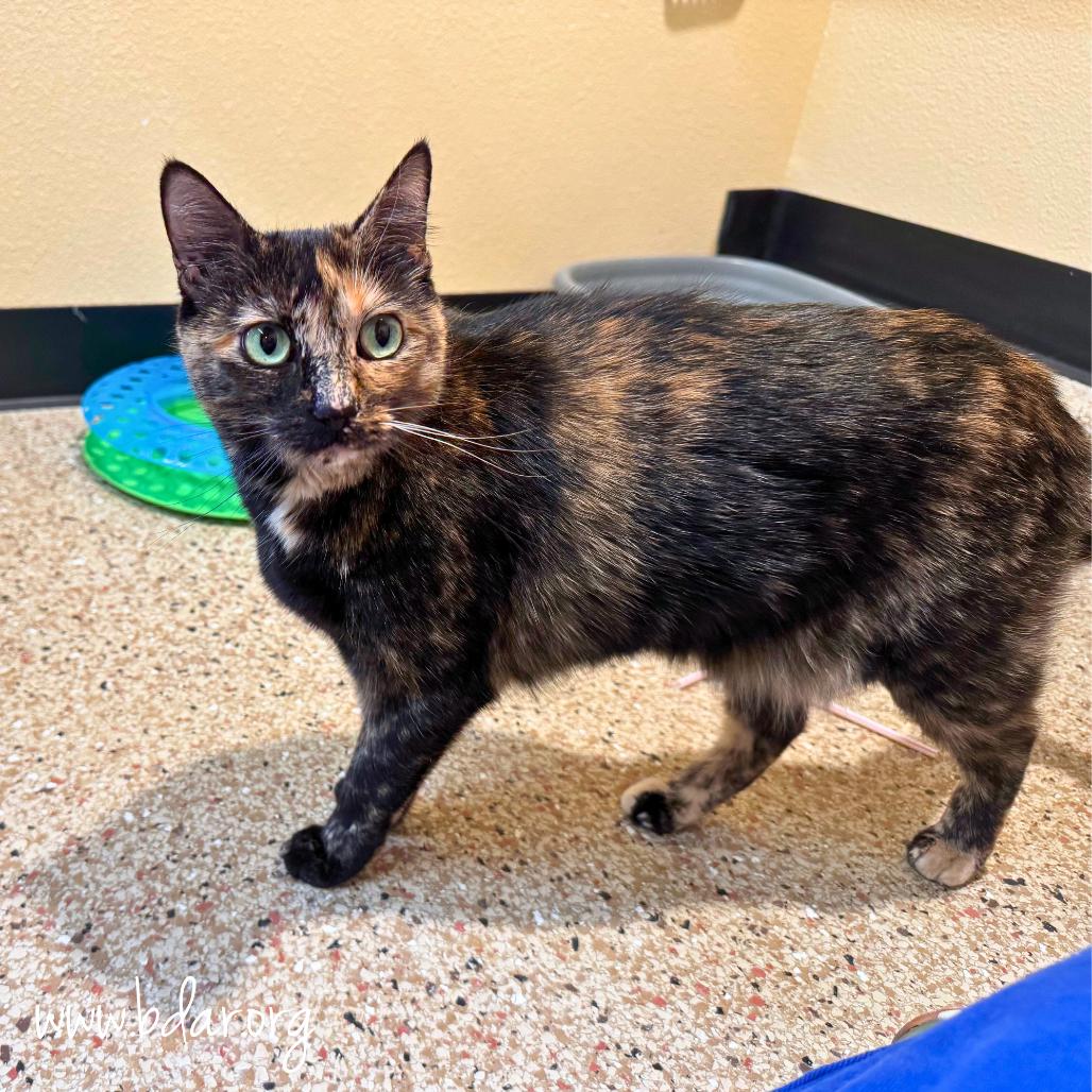 Enlarge Gracie, a Adoptable Domestic Short Hair in Cheyenne, WY image 2/2