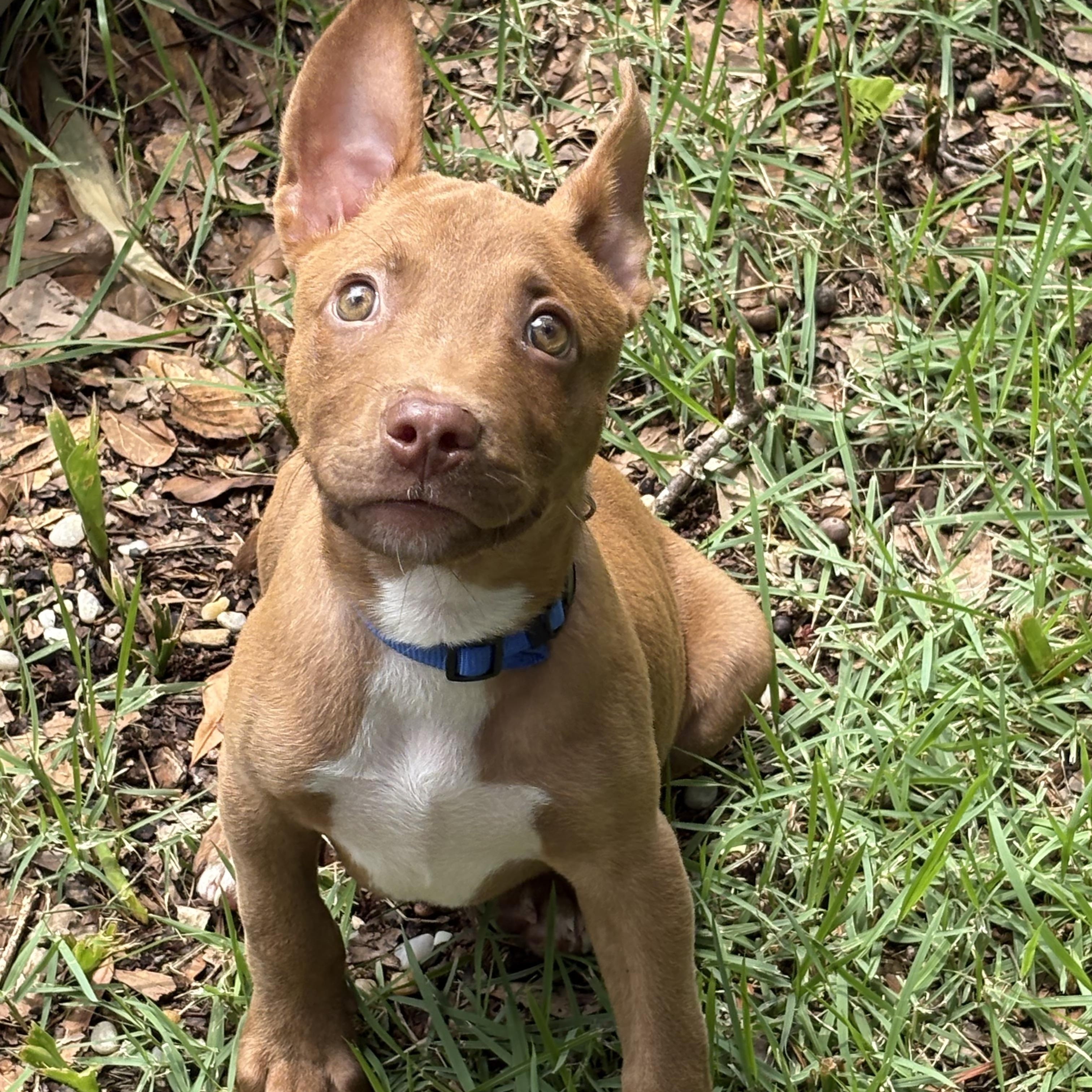 Robby, Adoptable, Young Male American Staffordshire Terrier.
