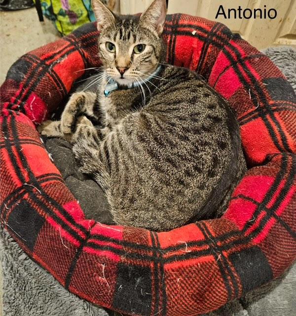 Antonio, Adoptable, Adult Male American Shorthair.