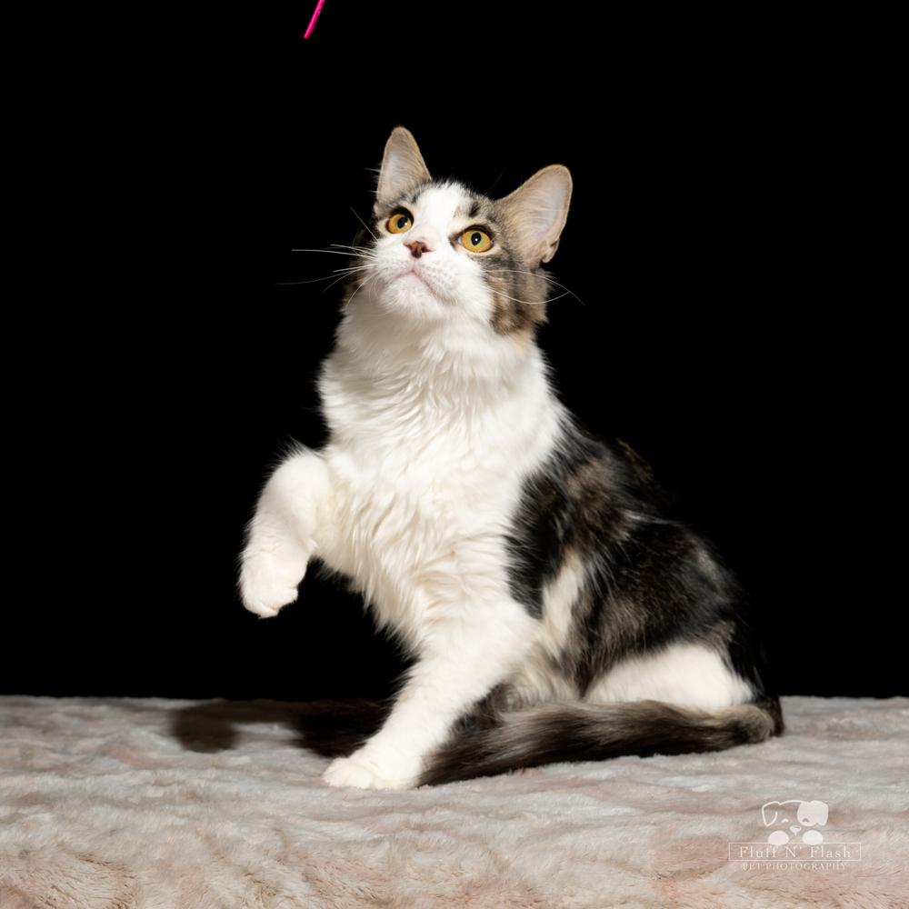 Twizzler thumbnail 2