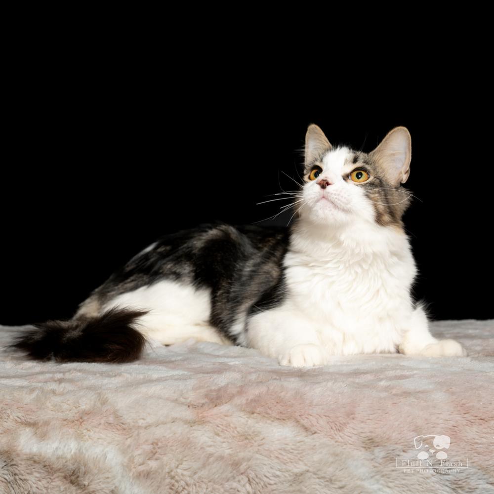 Twizzler thumbnail 3