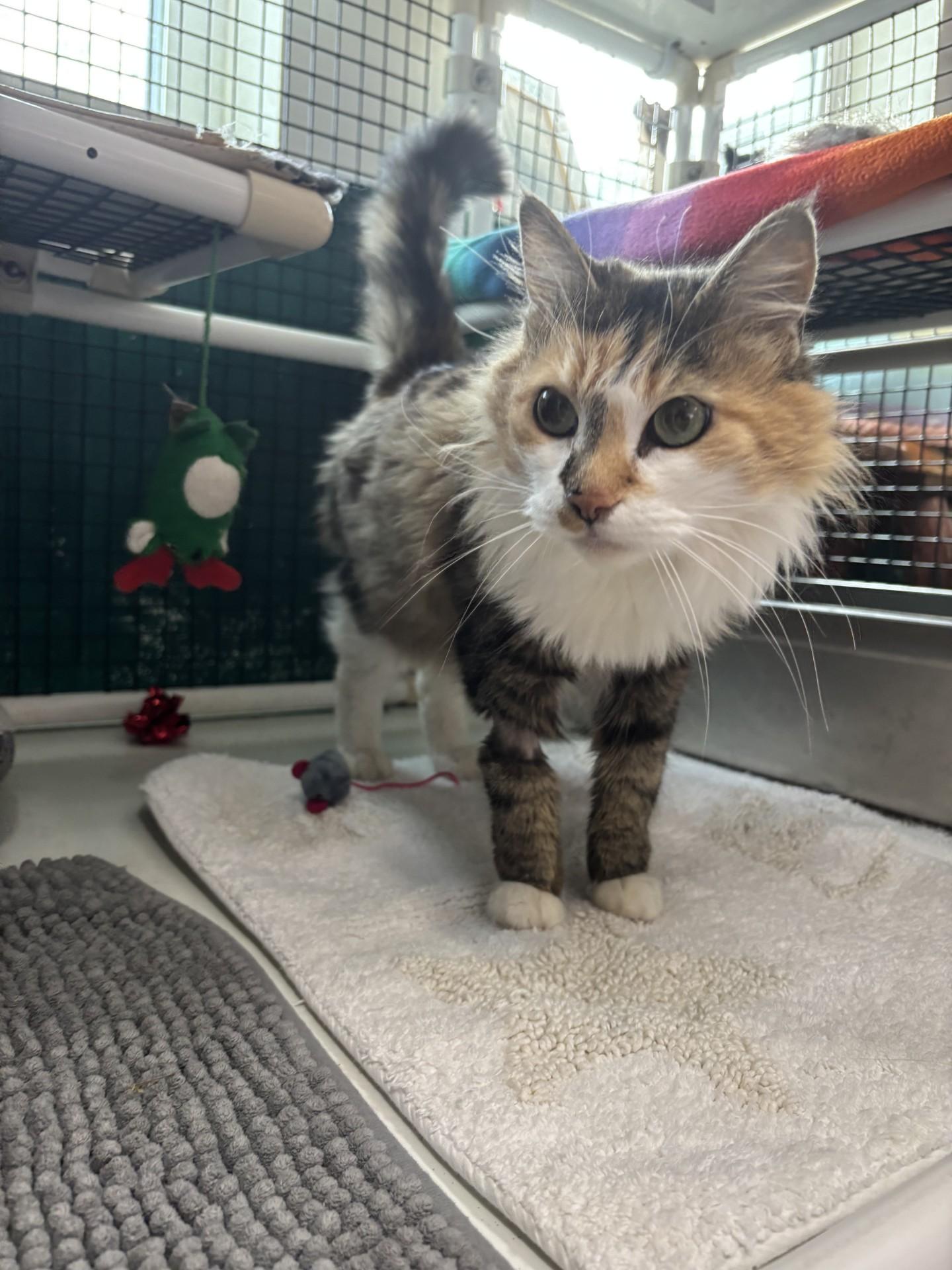 Enlarge Hummingbird, a ADOPTABLE Domestic Long Hair in Altoona, PA image 1/1