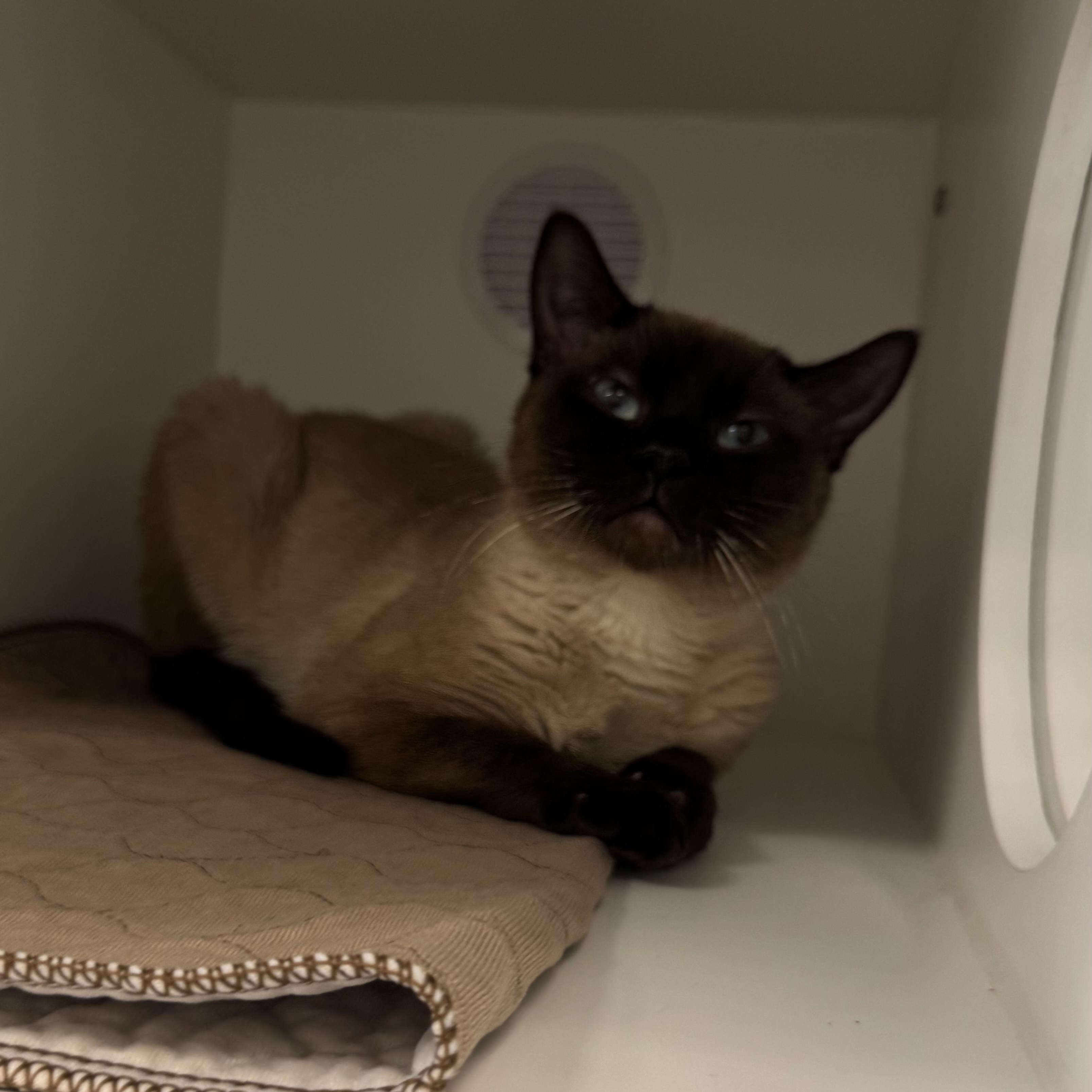 Smokey , an adopted mixed breed in Fall River, MA image 3/4