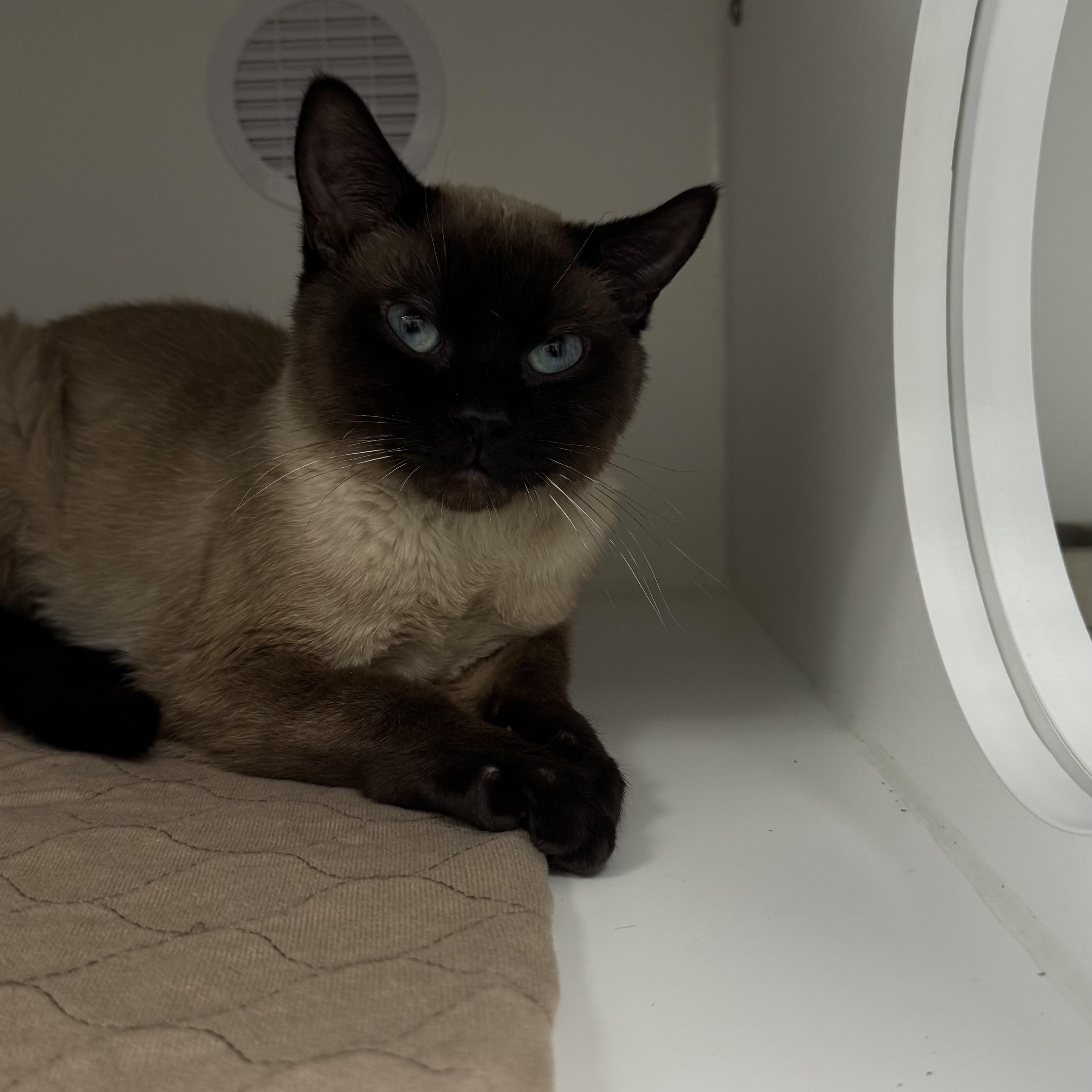 Smokey , an adopted mixed breed in Fall River, MA image 1/4