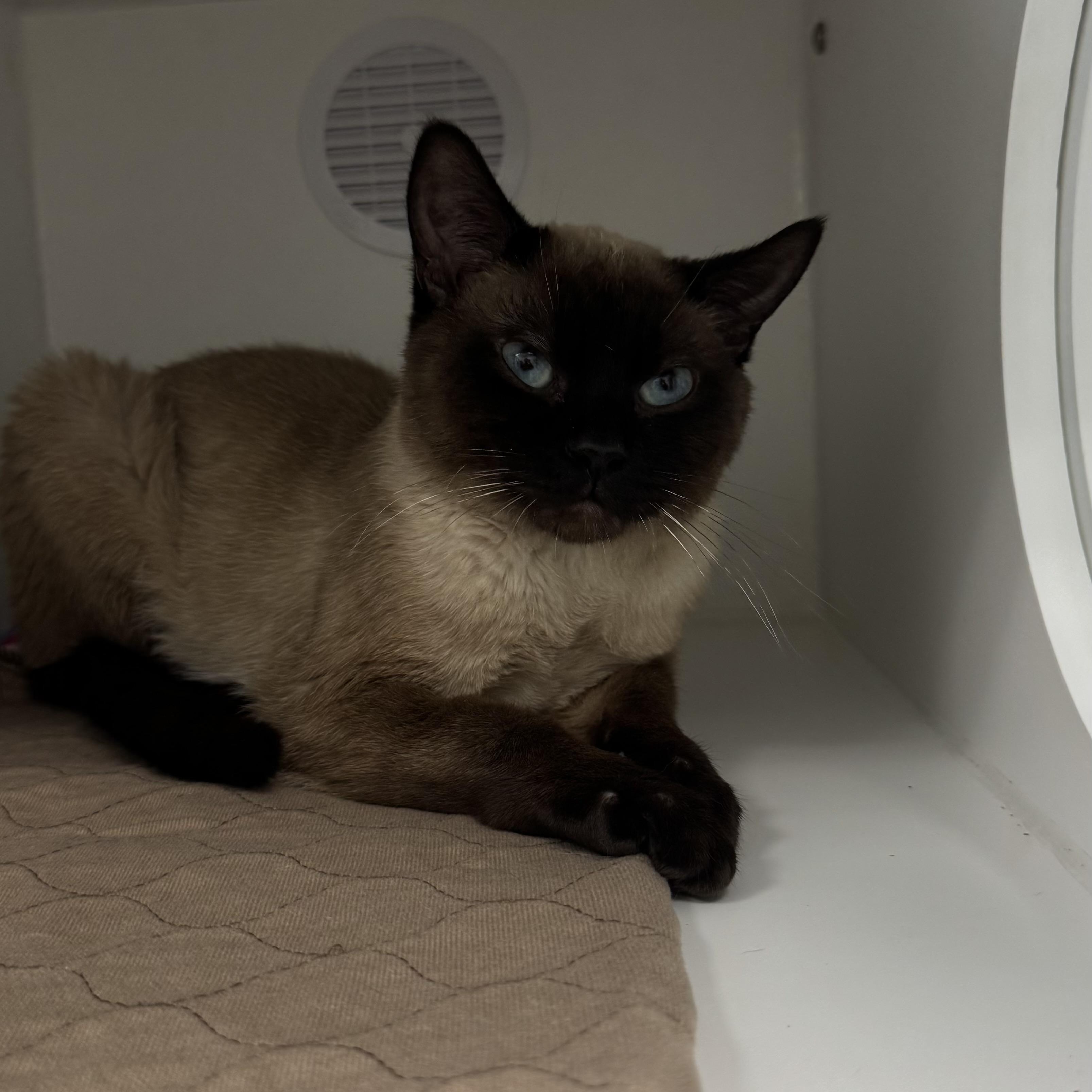 Smokey , an adopted mixed breed in Fall River, MA image 2/4
