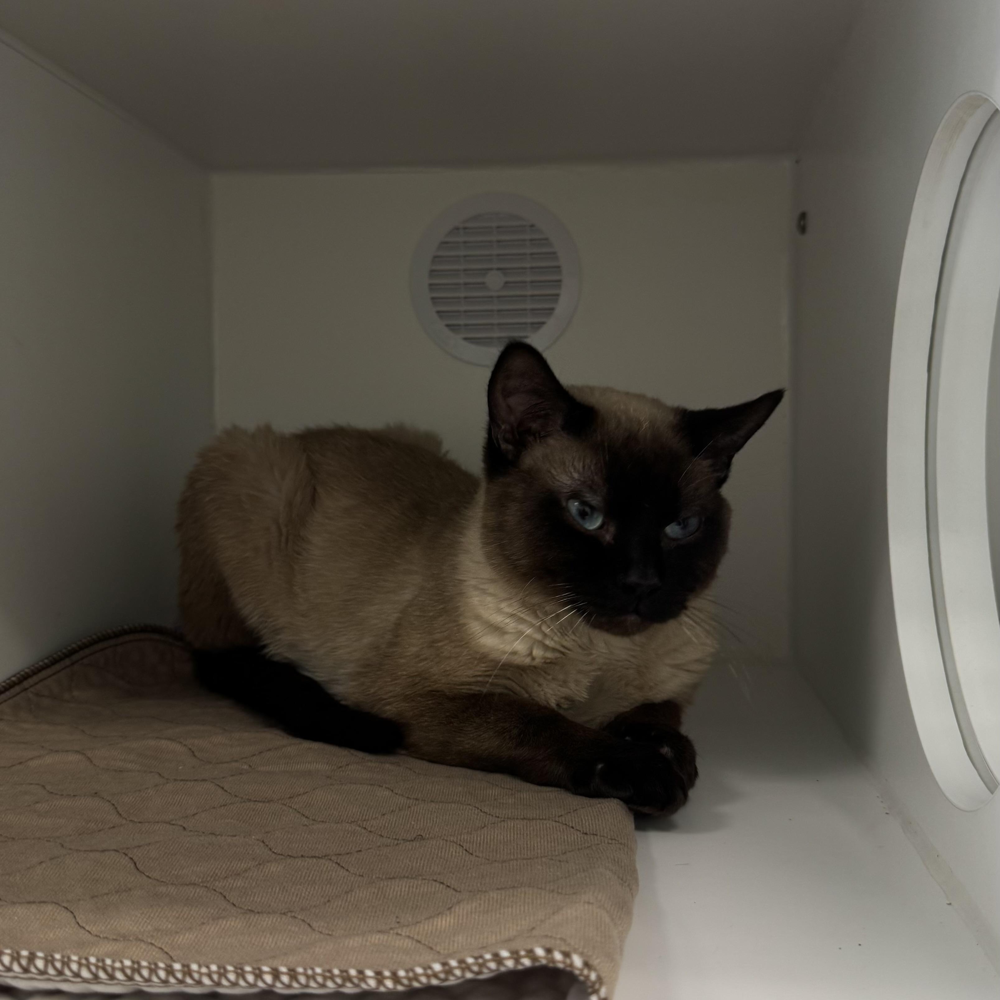 Smokey , an adopted mixed breed in Fall River, MA image 4/4