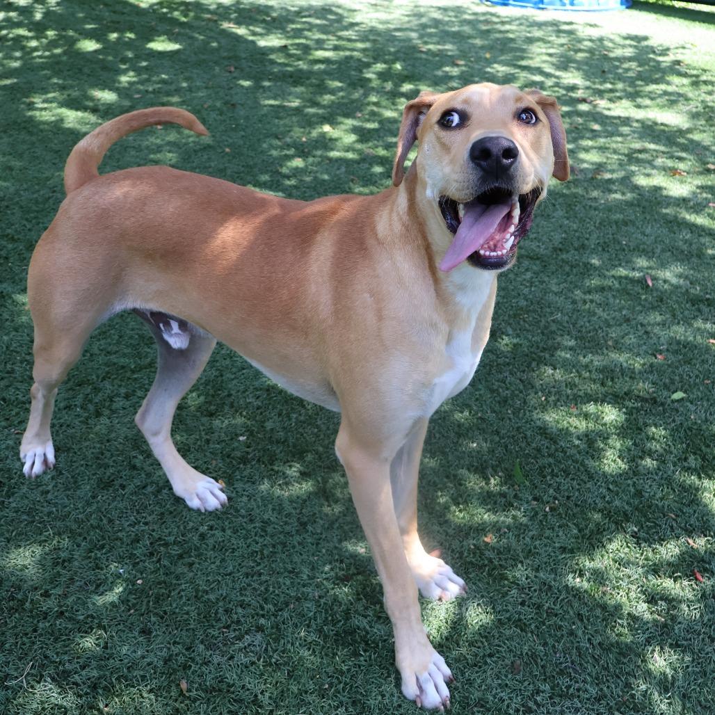 Amos, Adoptable, Adult Male Mixed Breed.