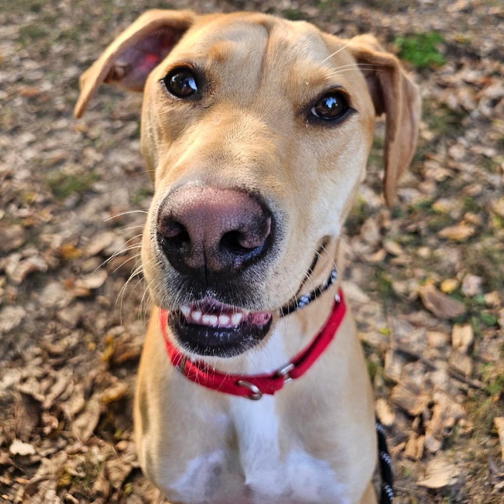 Enlarge Amos, a Adoptable Mixed Breed in Saint Charles, MO image 2/6