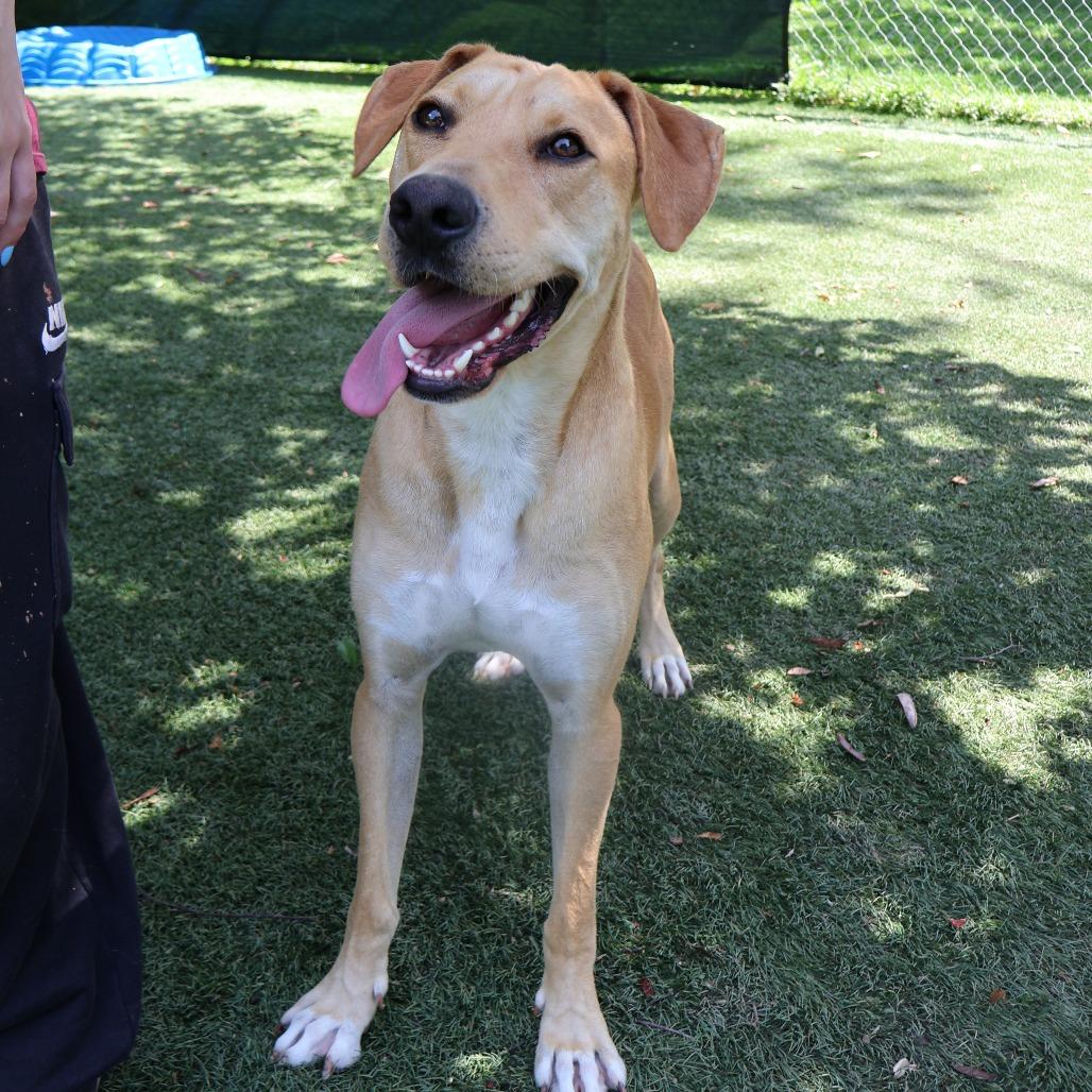 Enlarge Amos, a Adoptable Mixed Breed in Saint Charles, MO image 4/6