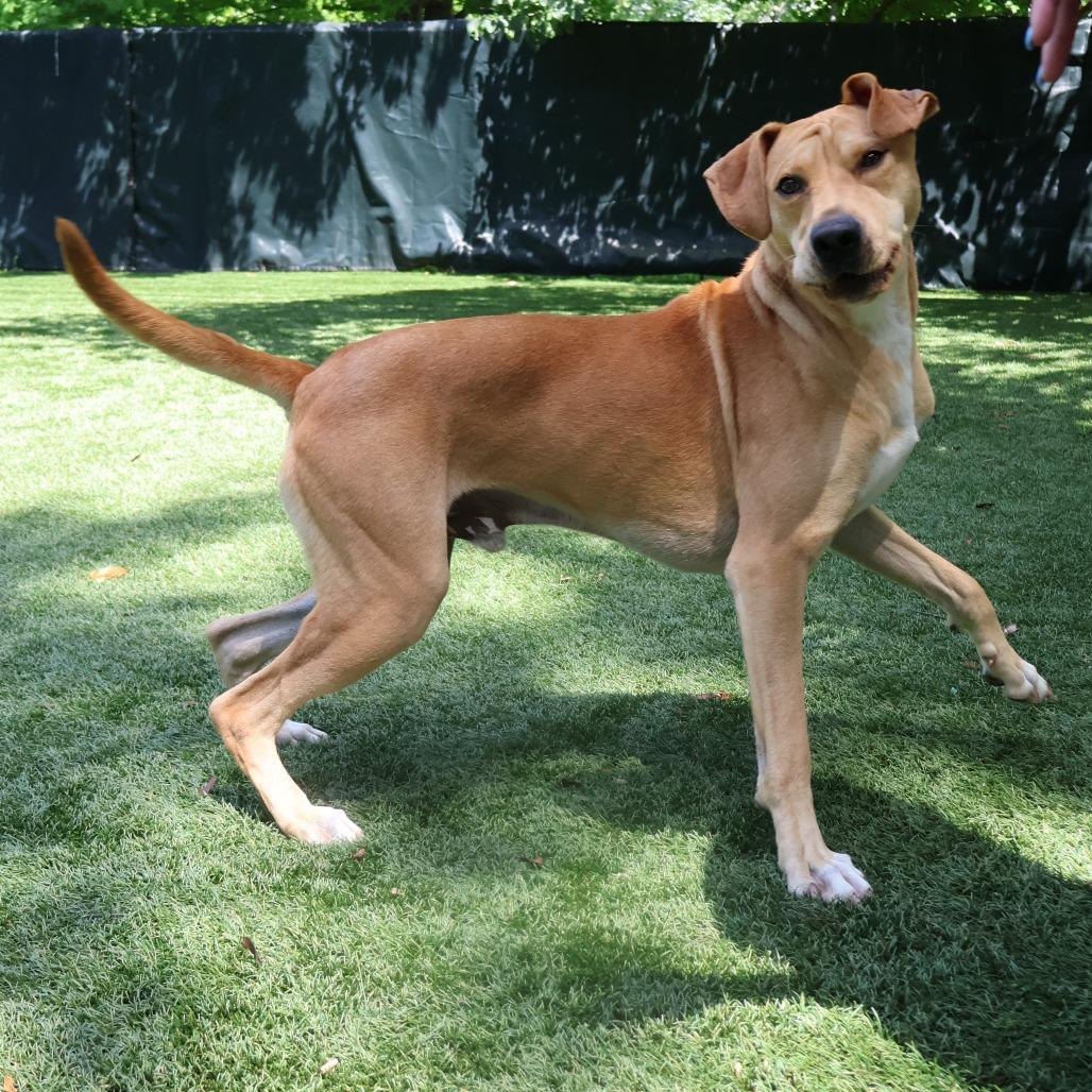 Enlarge Amos, a Adoptable Mixed Breed in Saint Charles, MO image 5/6
