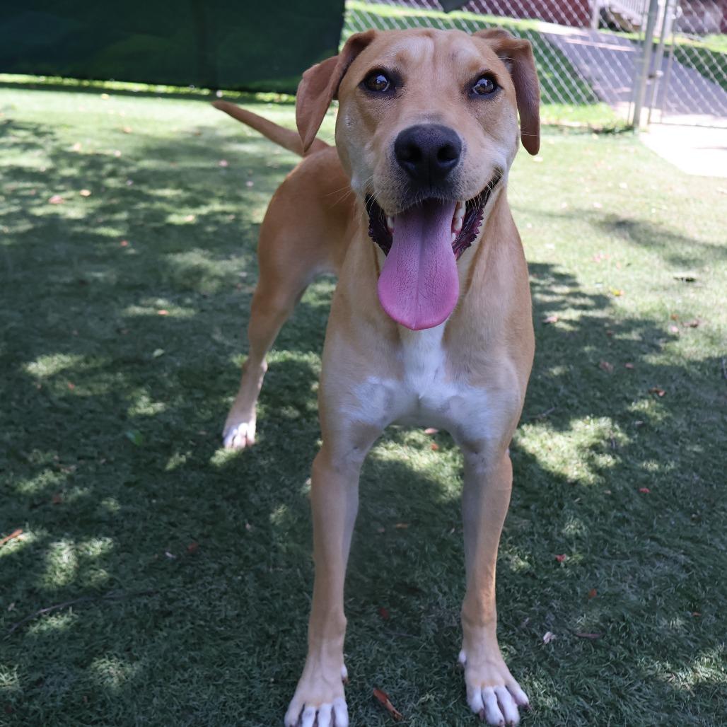 Enlarge Amos, a Adoptable Mixed Breed in Saint Charles, MO image 6/6